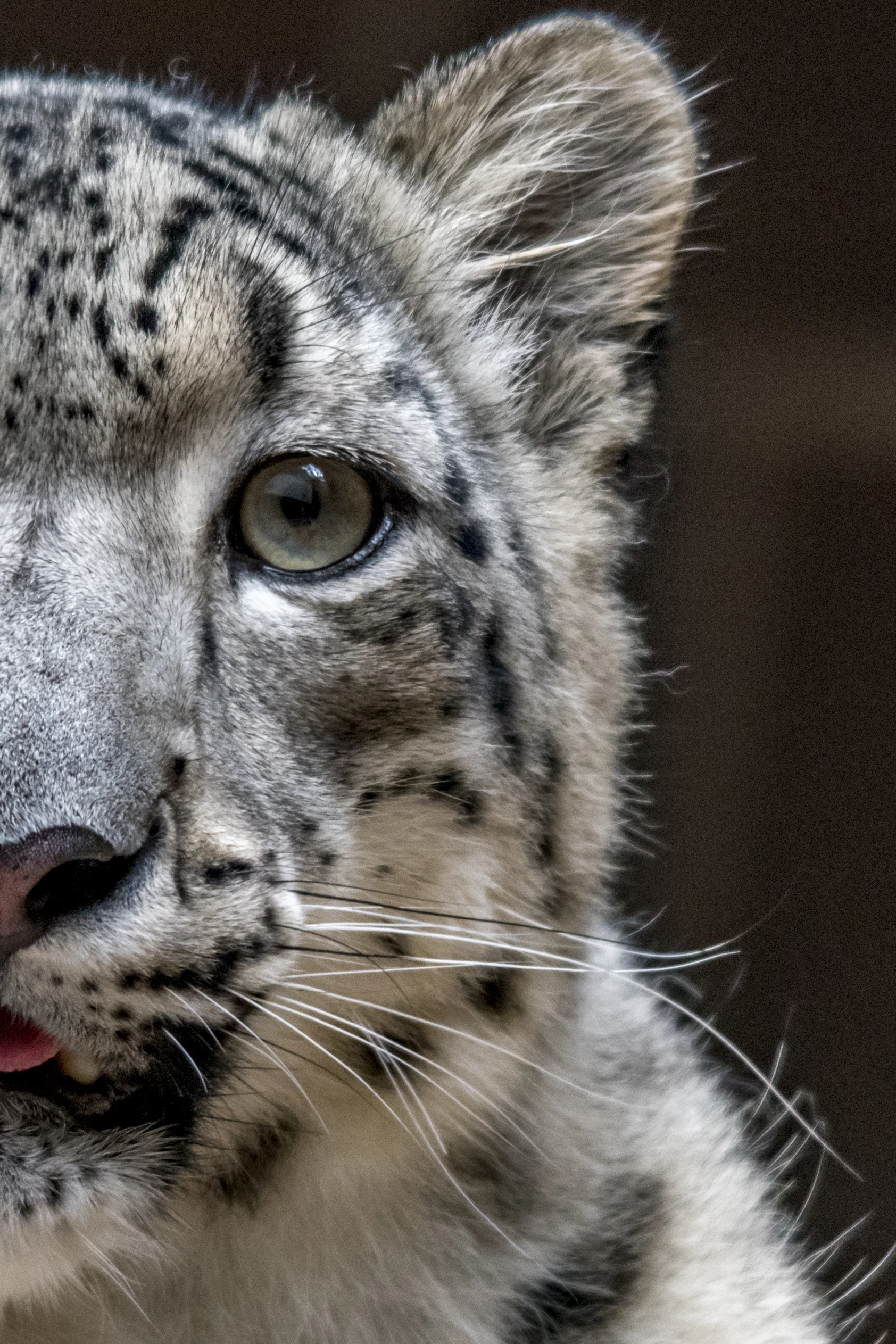 The Snow Leopard lives in the mountains of Central and South Asia. It is currently listed as Vulnerable and could use our help. They have a very long tail, to aid in balance, and to curl around themselves to keep warm in the frigid mountains. (Omaha Zoo)