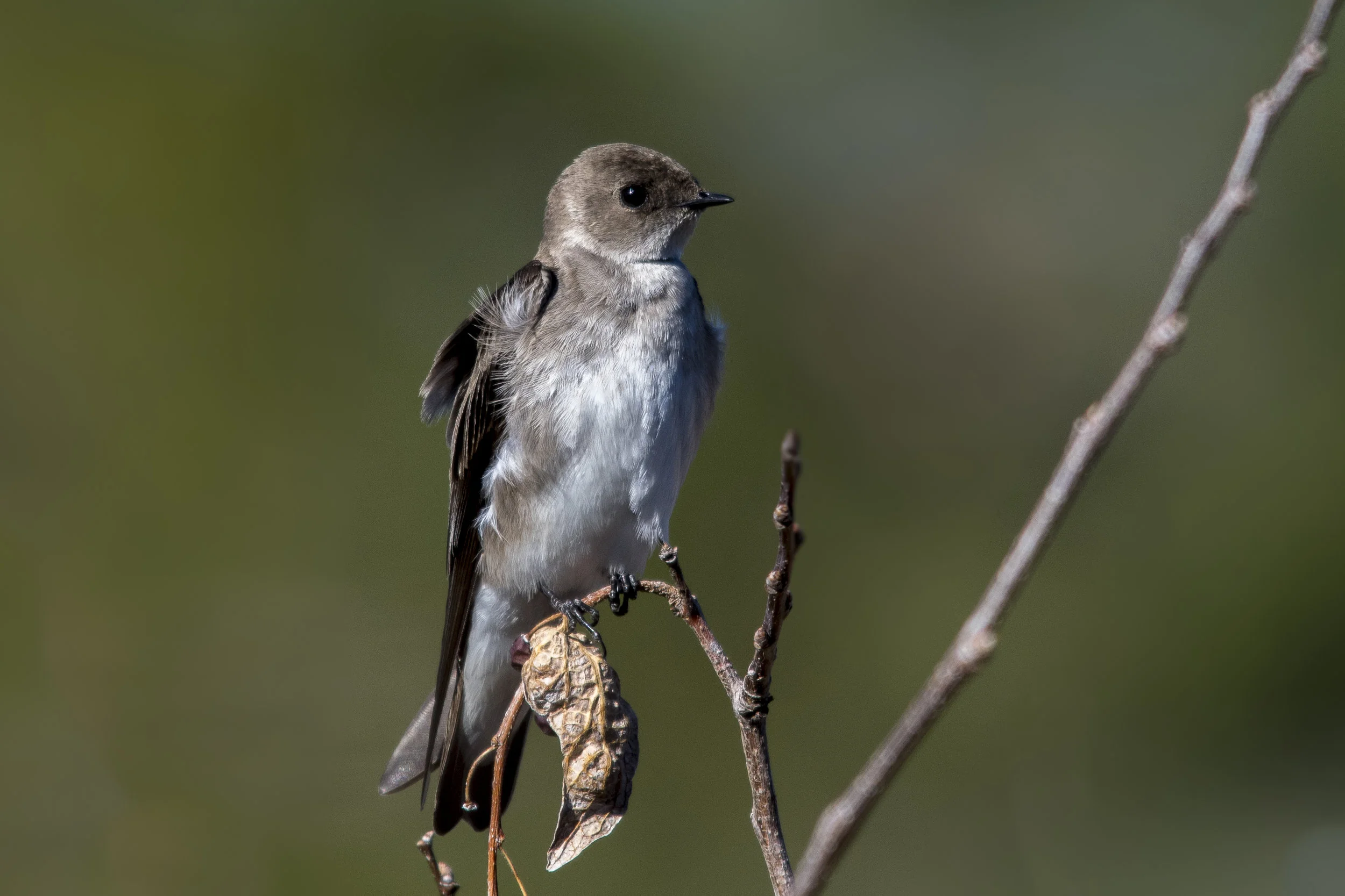 Northern Rough-winged Swallow (Sedona)