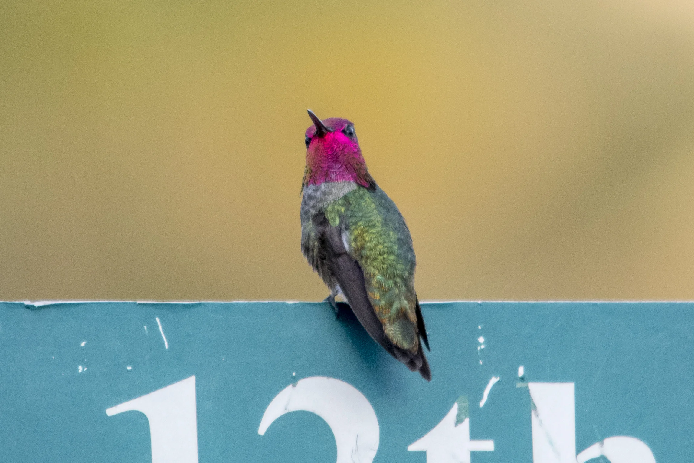 Anna's Hummingbird (Phoenix)