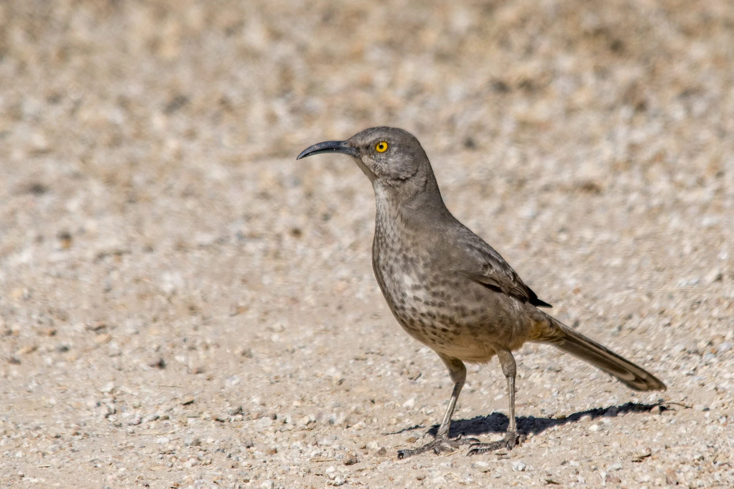 Curve-billed Thrasher (Riparian Preserve at Gilbert Water Ranch)