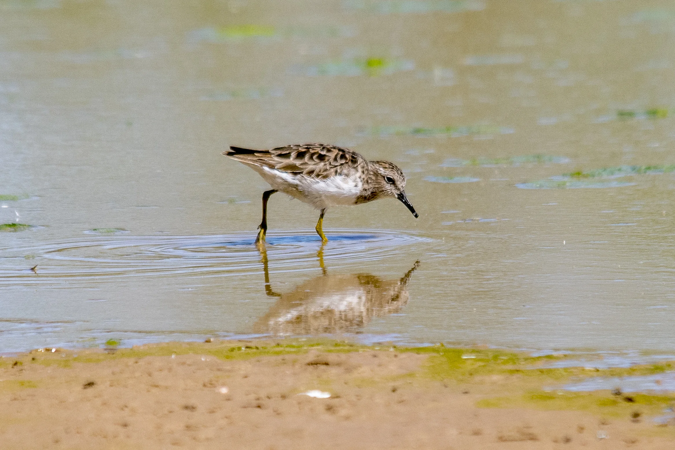 Least Sandpiper (Riparian Preserve at Gilbert Water Ranch)