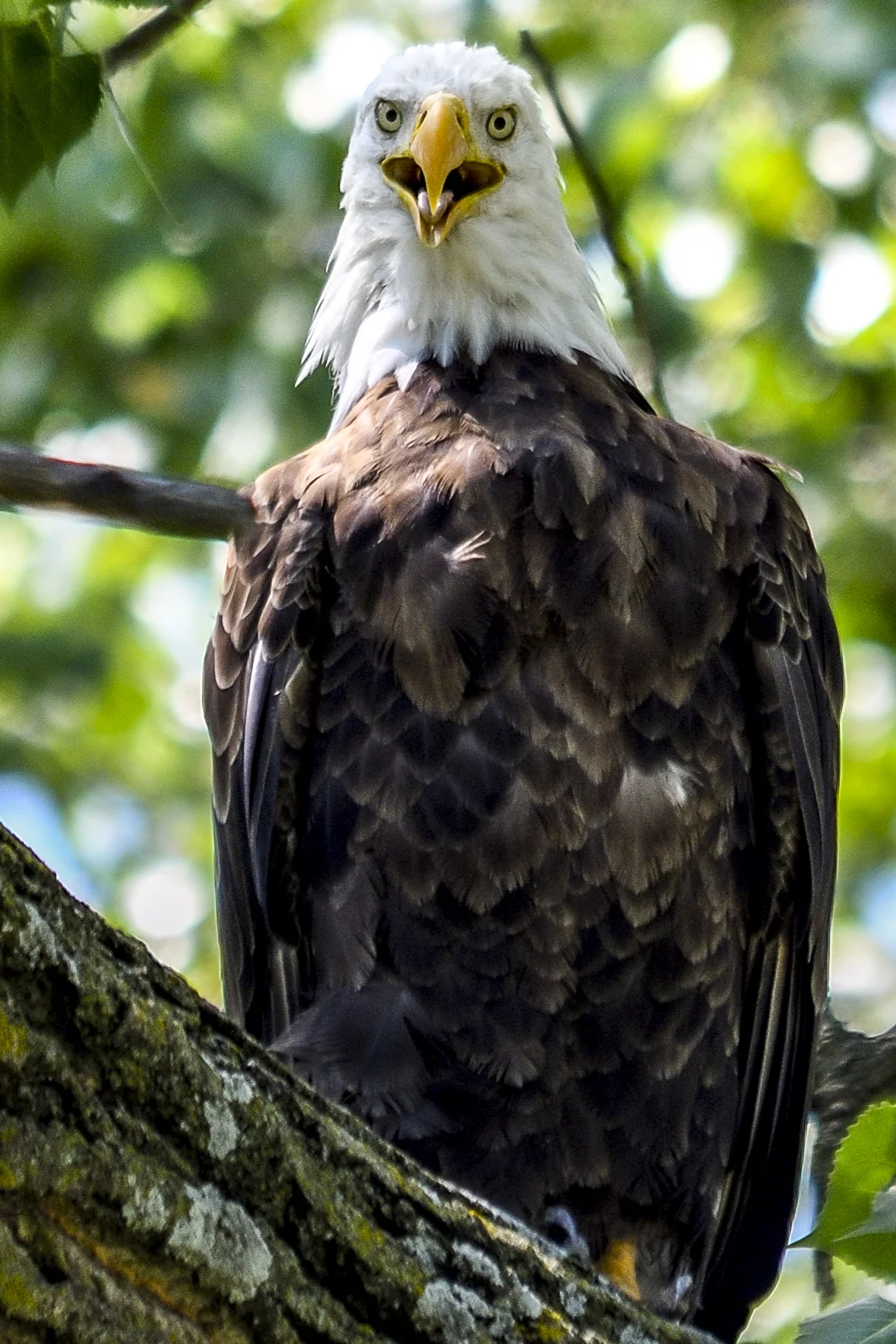 Before and After Eagle (1 of 2).jpg