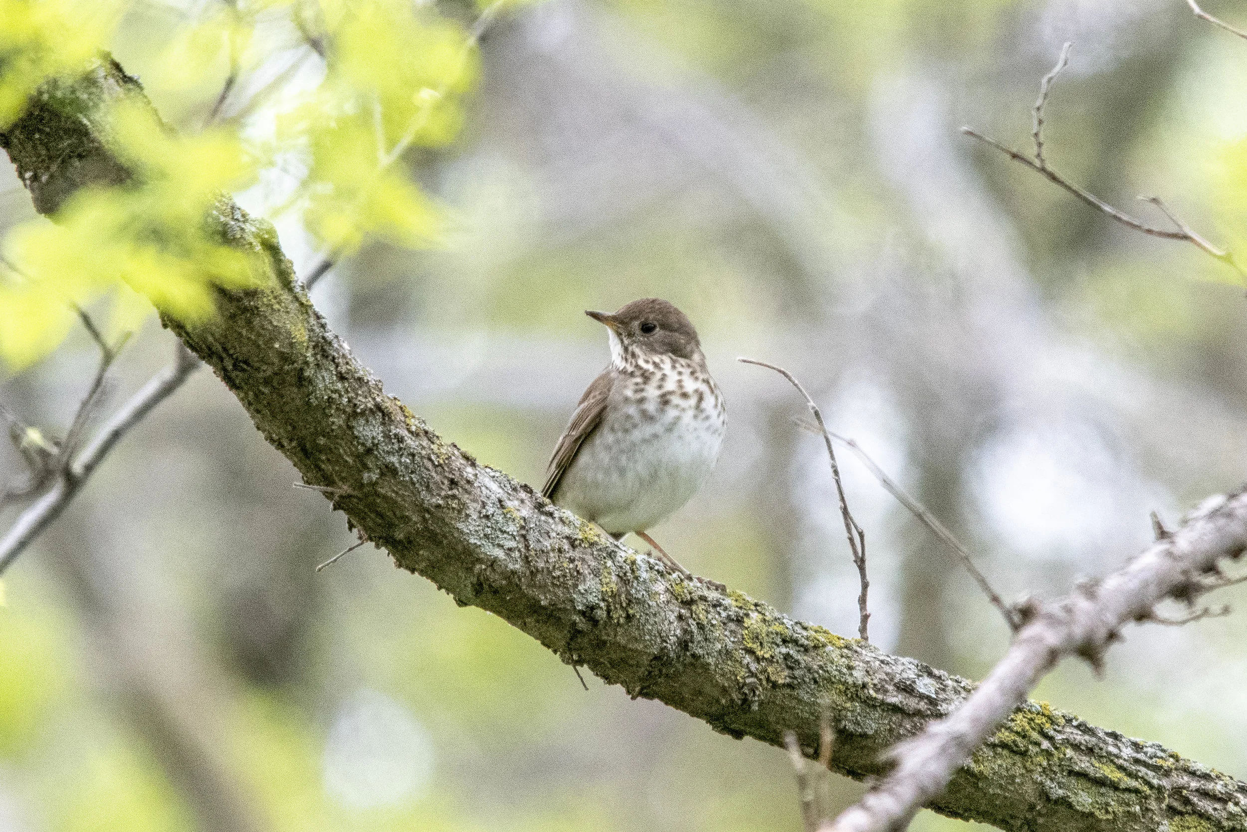 Gray-cheeked Thrush