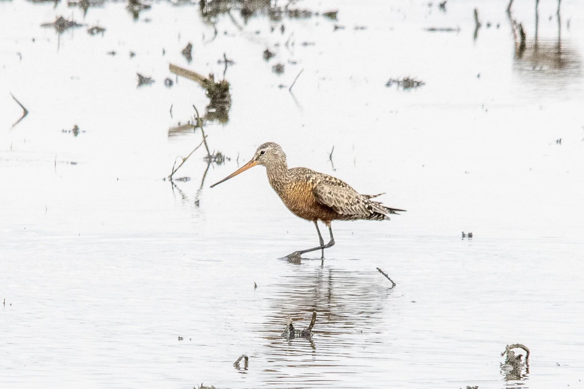 Hudsonian Godwit