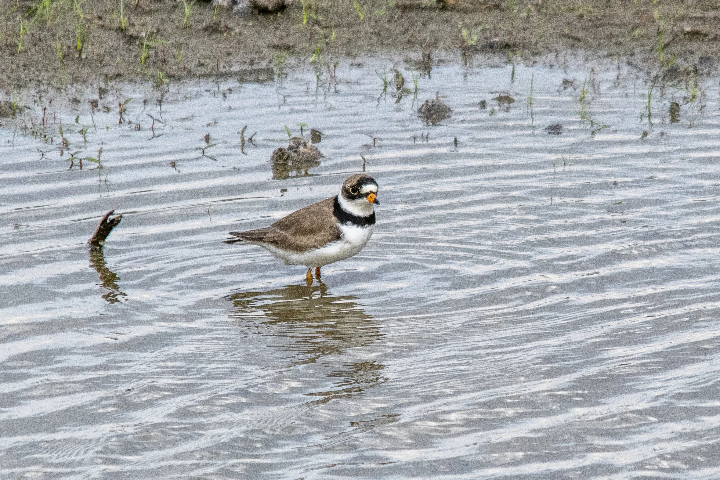 Semipalmated Plover
