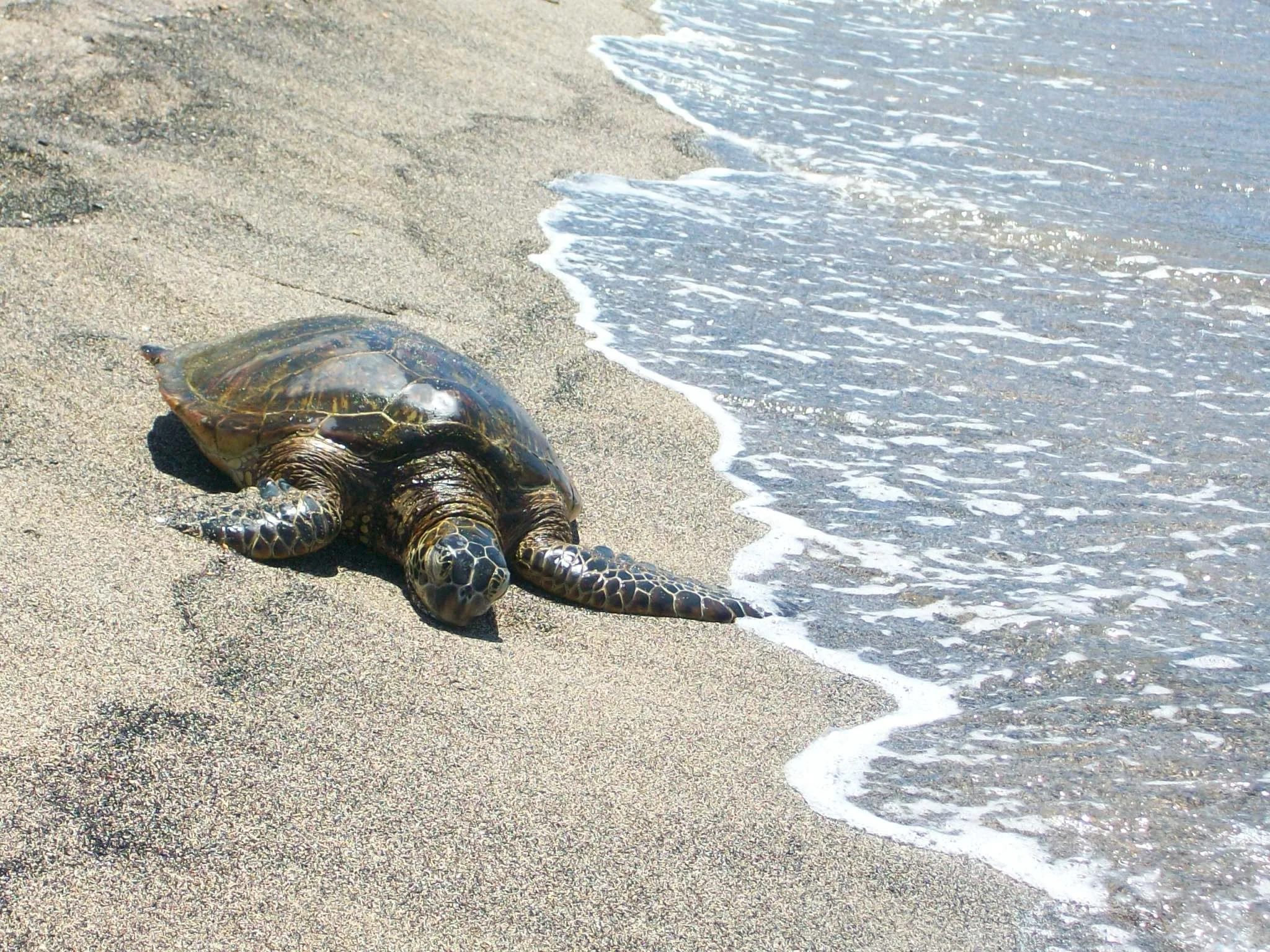 One of the local sea turtles.