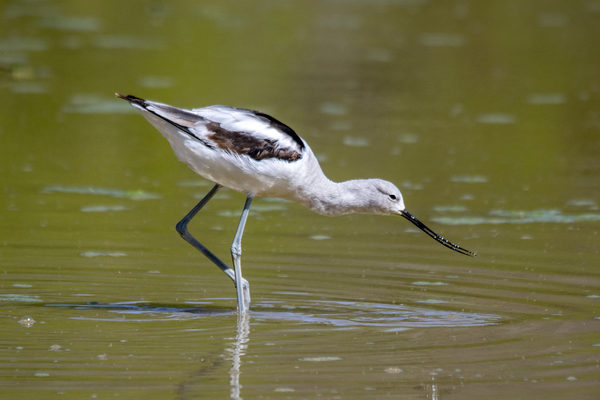 American Avocet