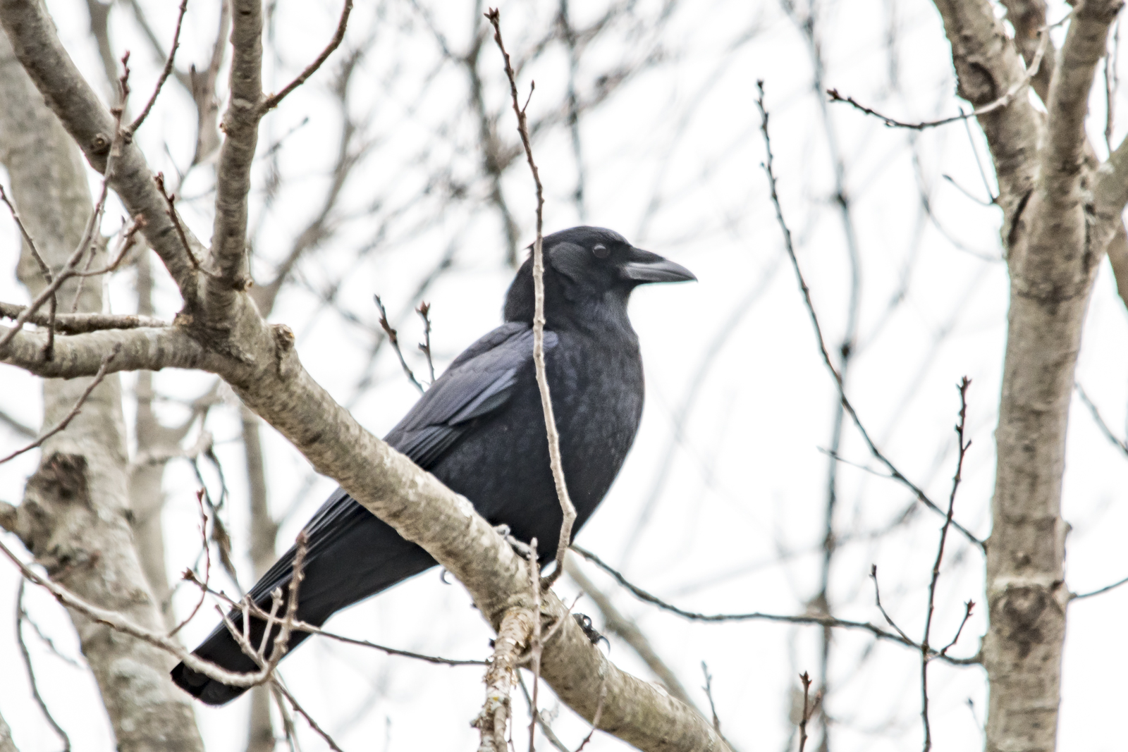 American Crow