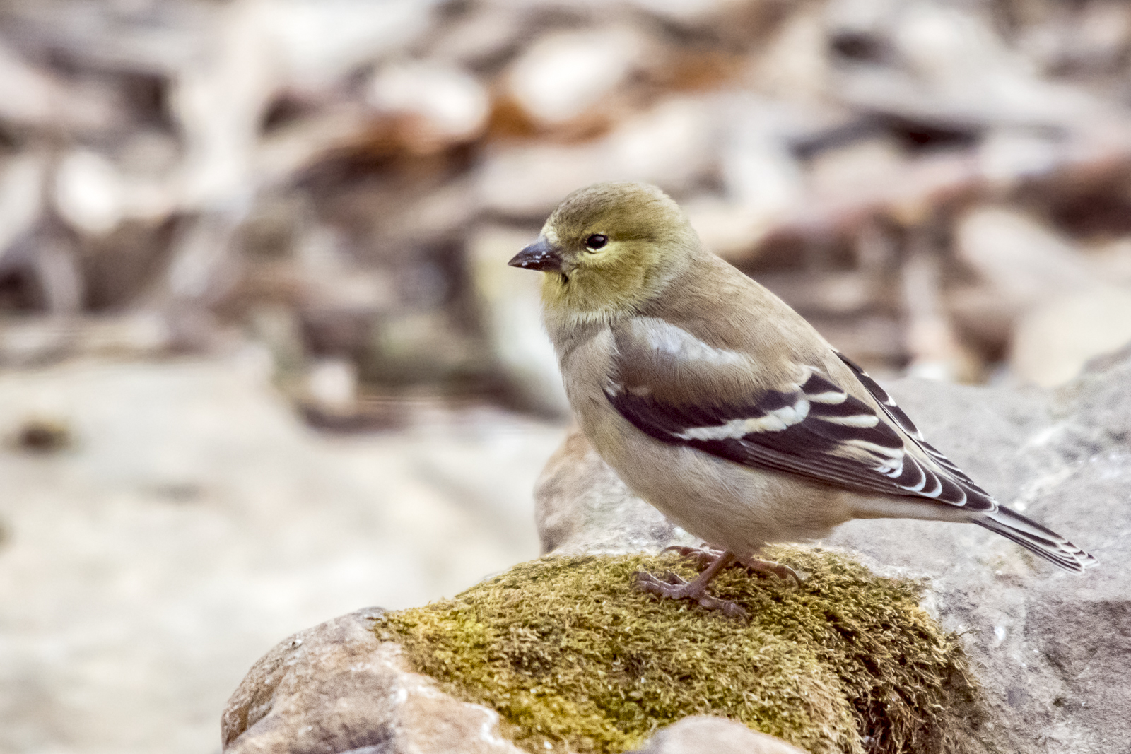 American Goldfinch