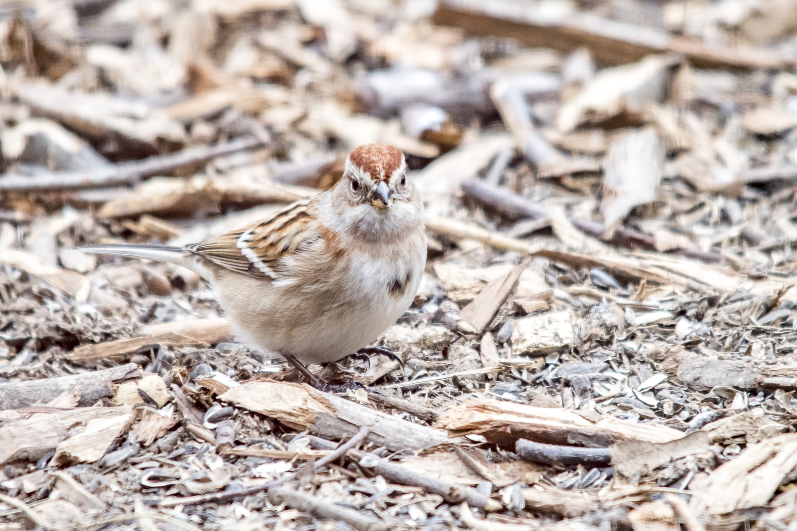 American Tree Sparrow