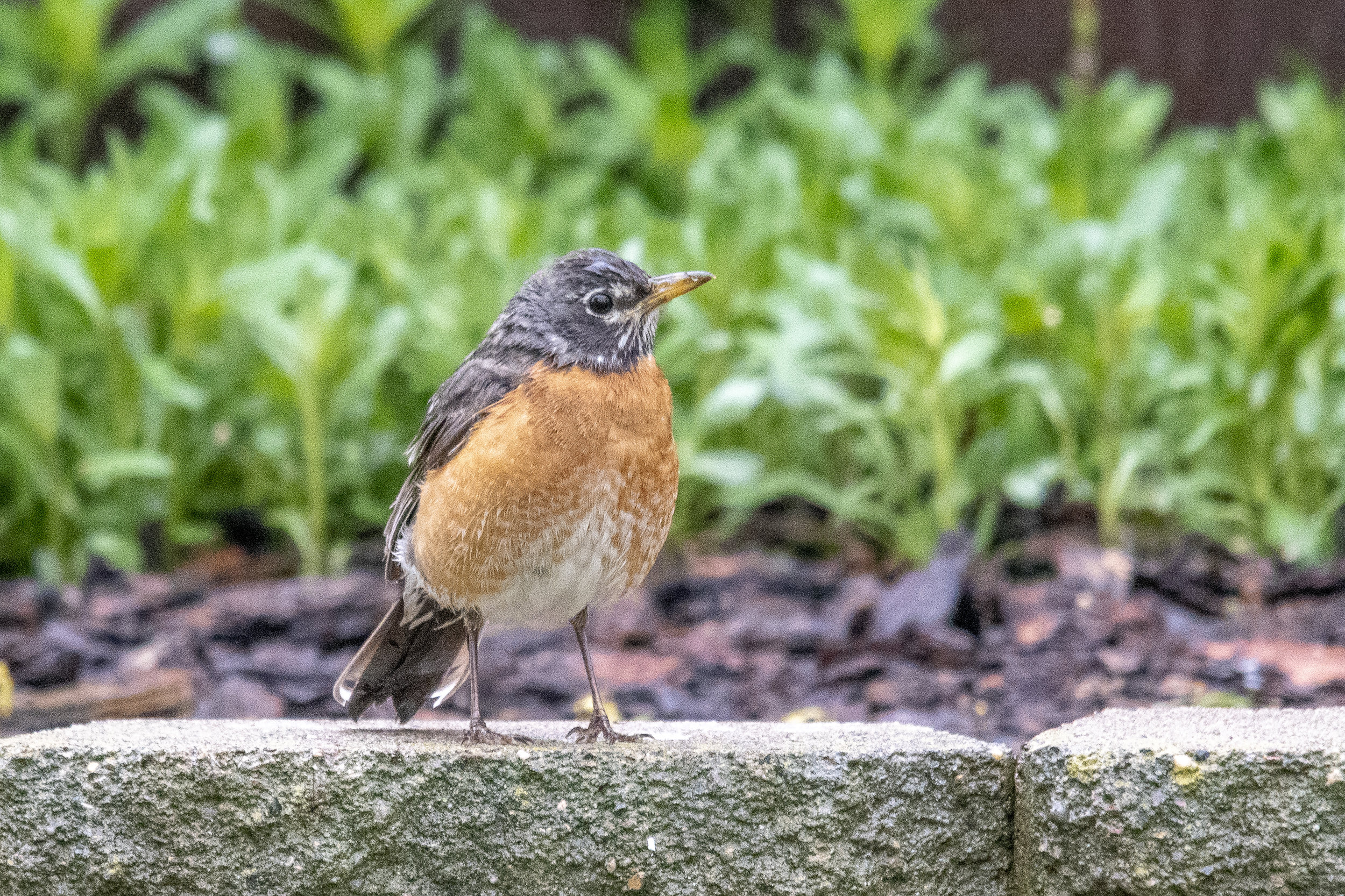 American Robin