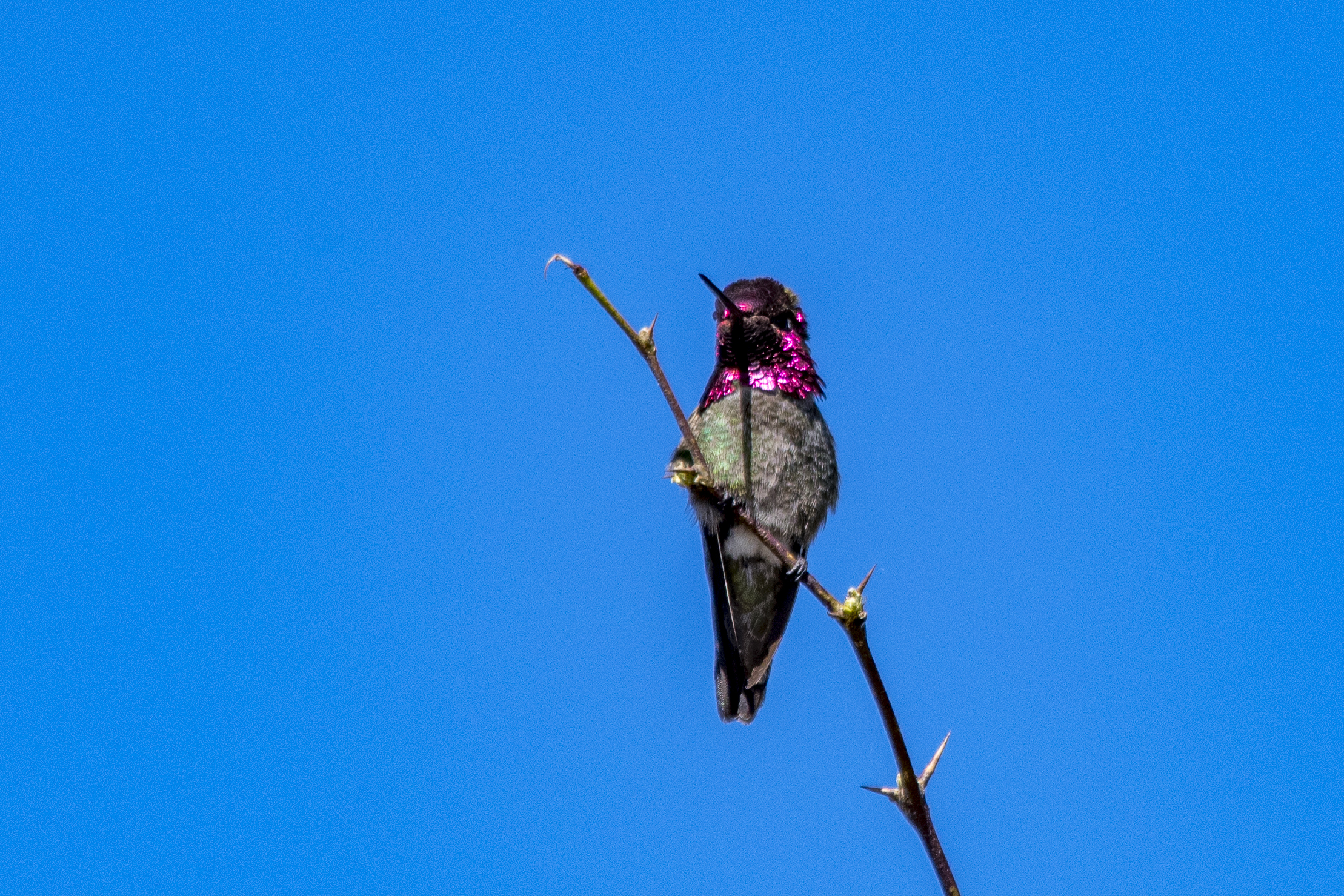 Anna's Hummingbird