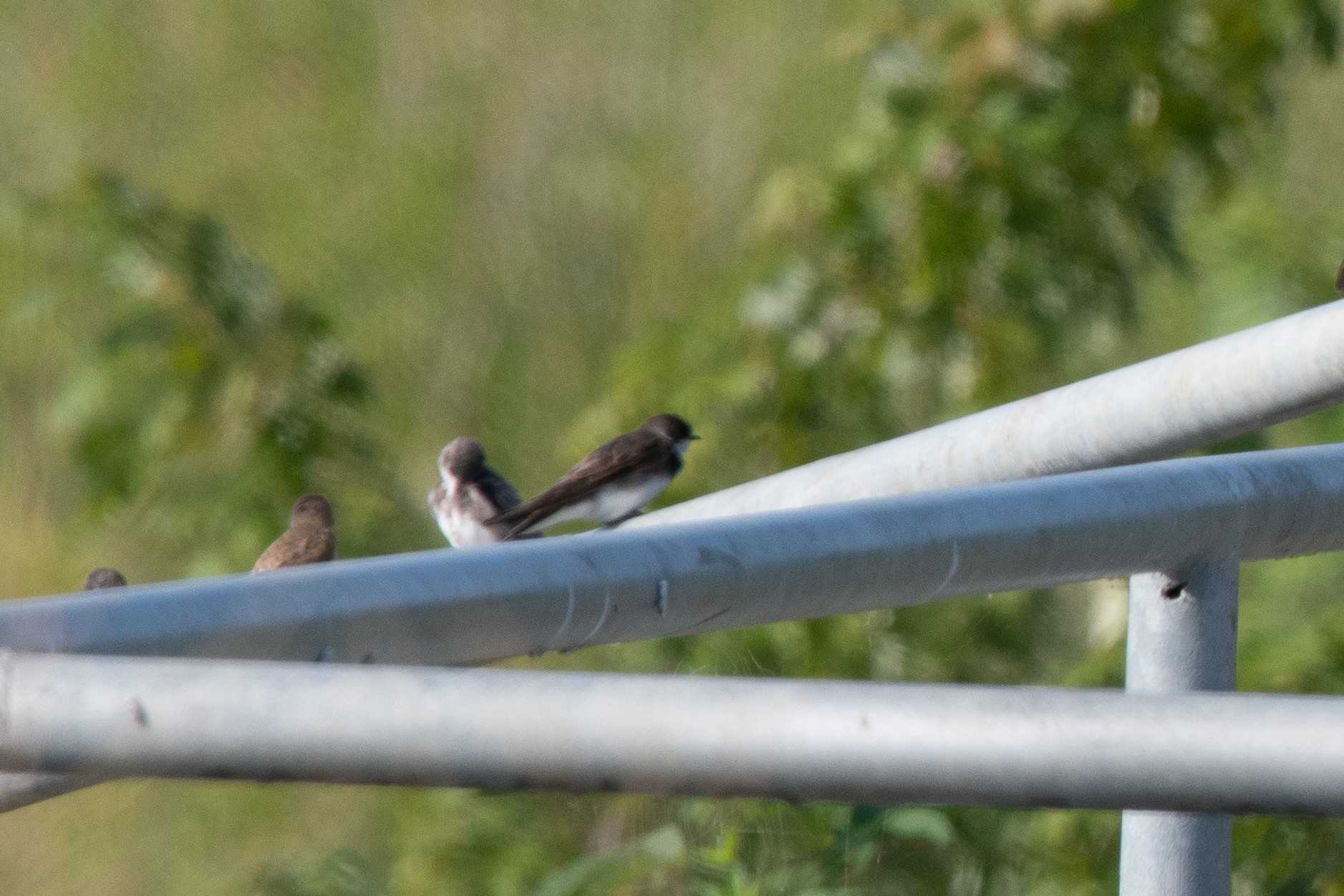 Bank Swallow