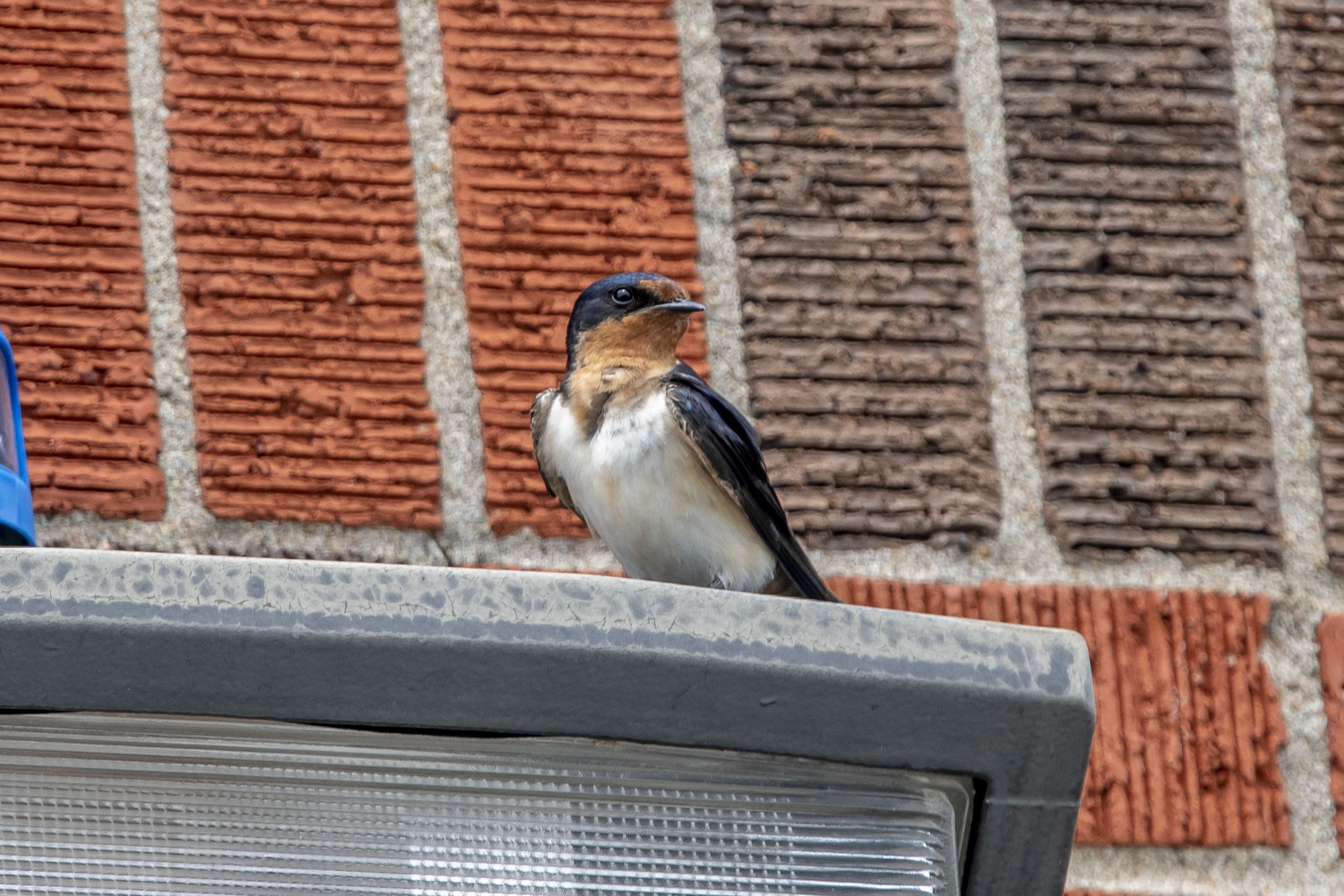 Barn Swallow
