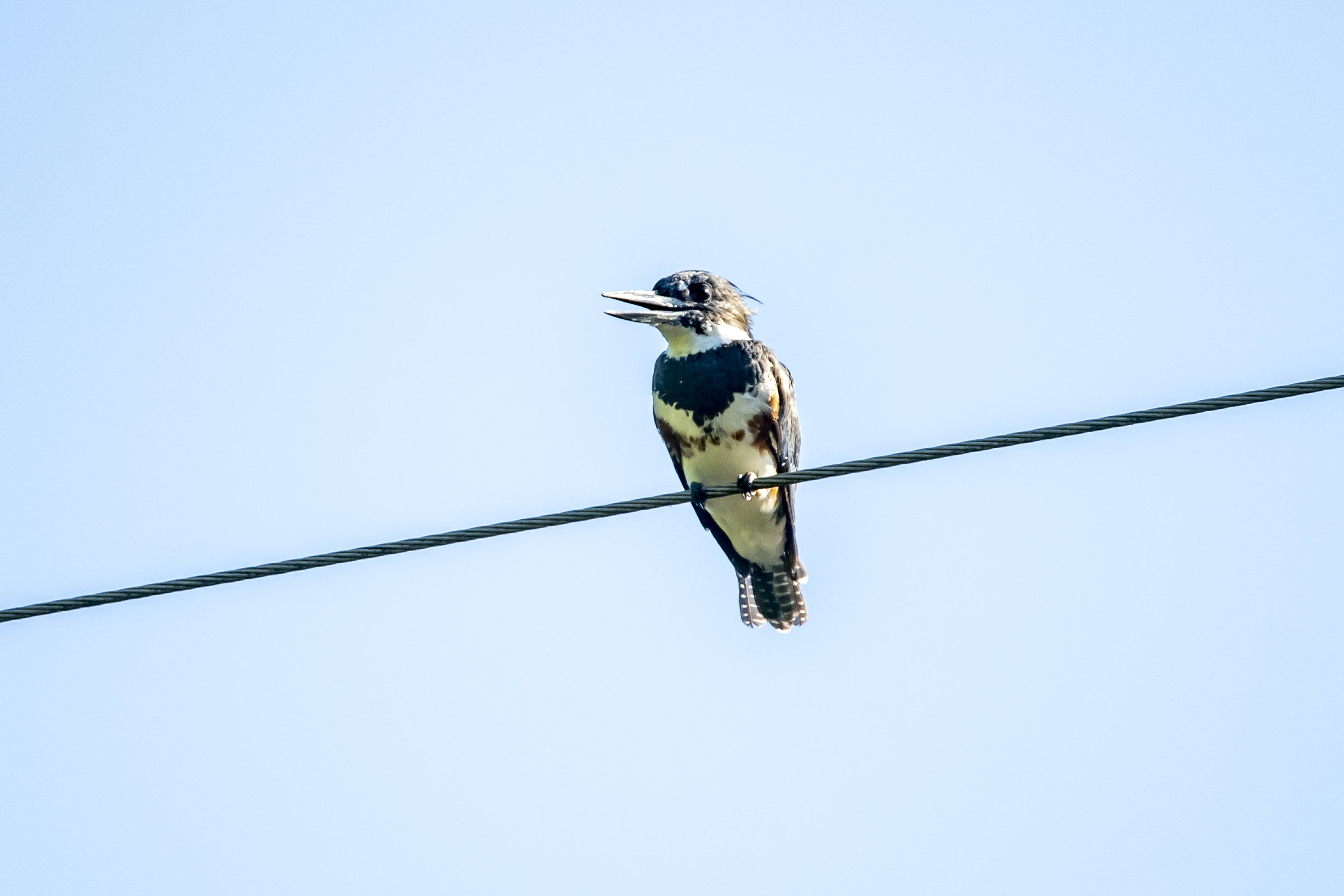 Belted Kingfisher