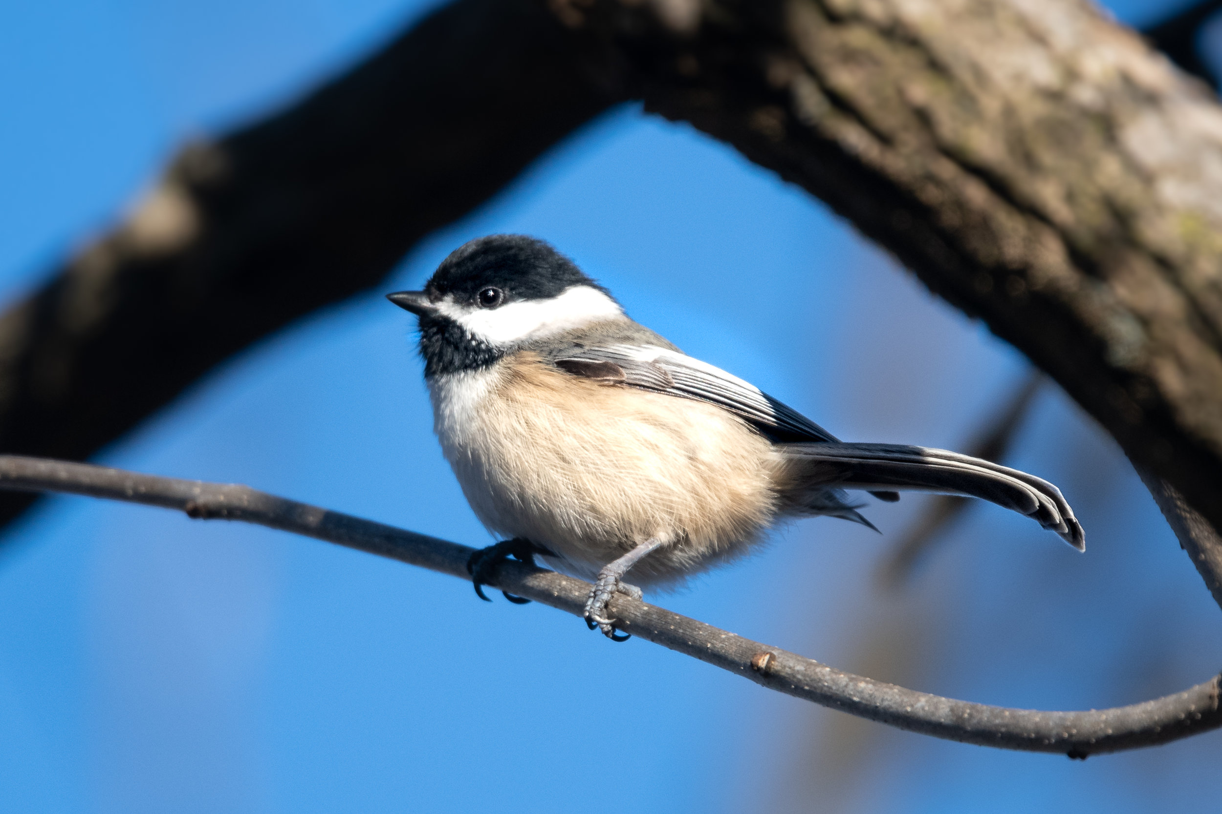 Black-capped Chickadee