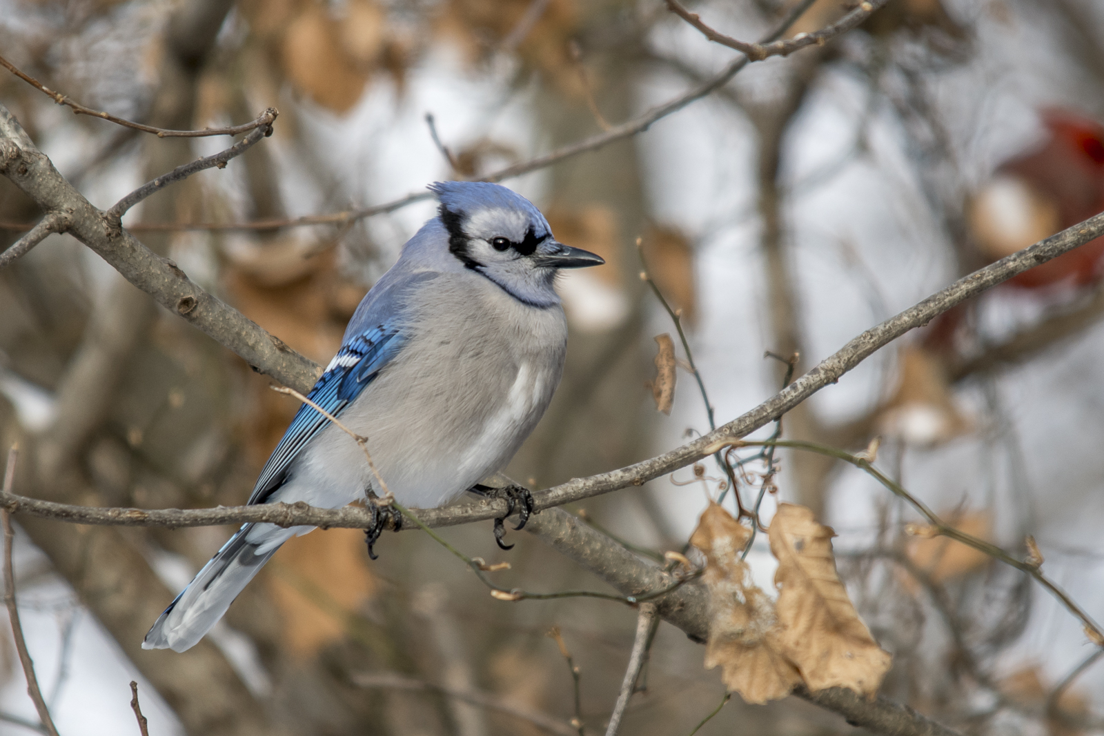 Blue Jay