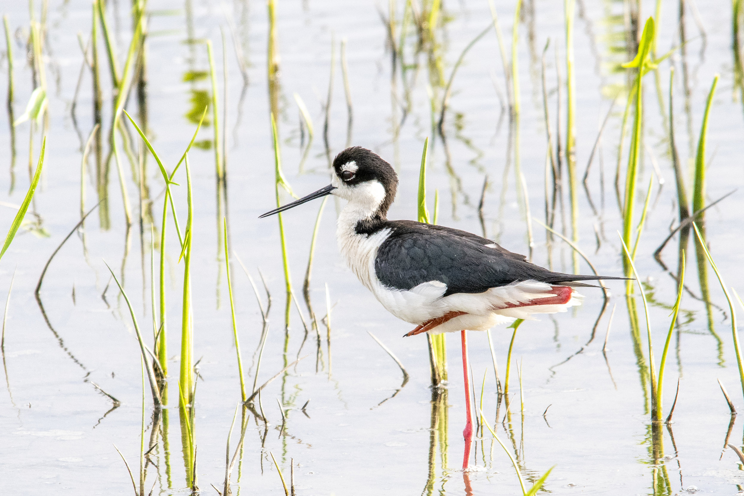 Black-necked Stilt