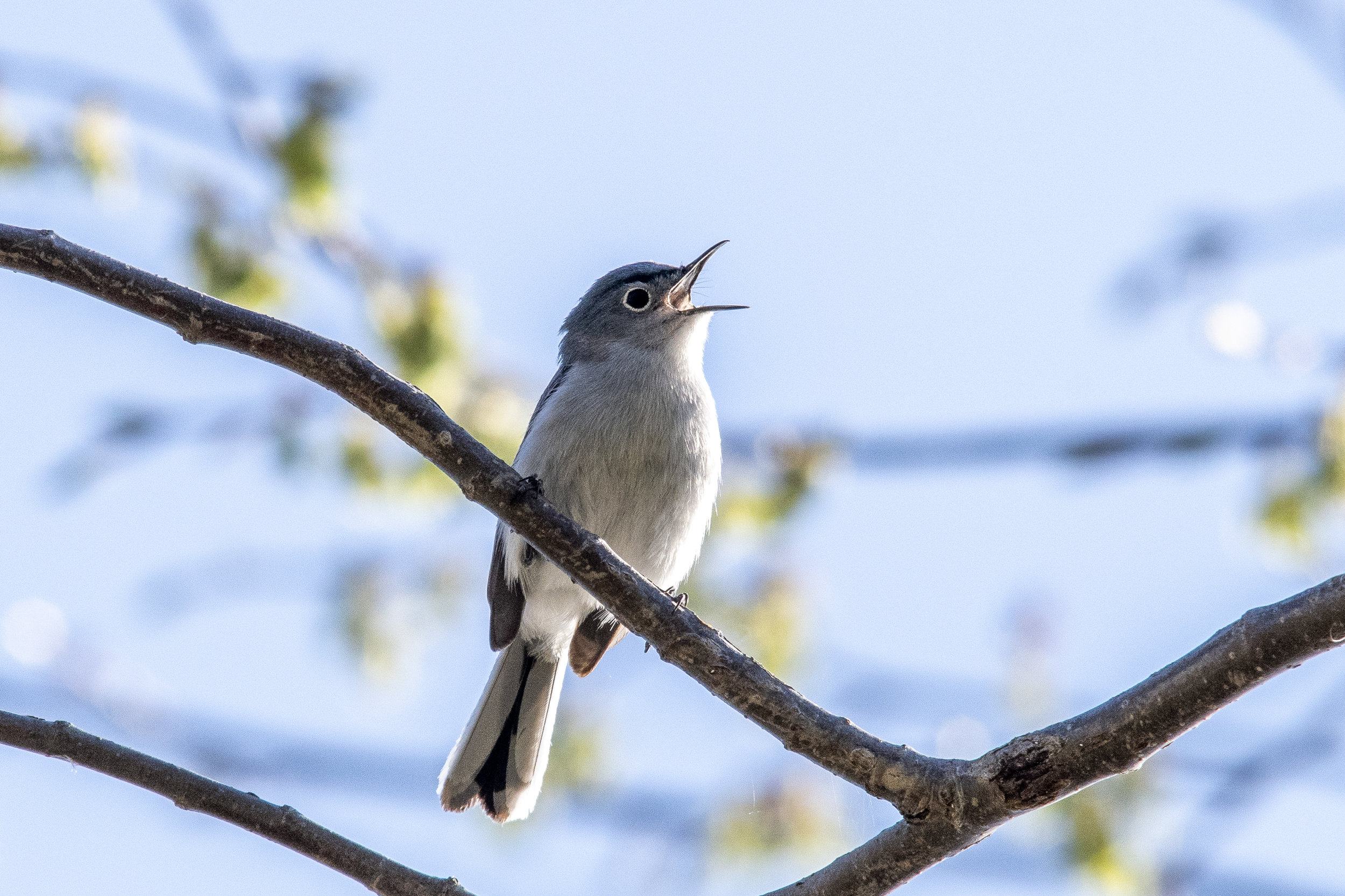 Blue-gray Gnatcatcher