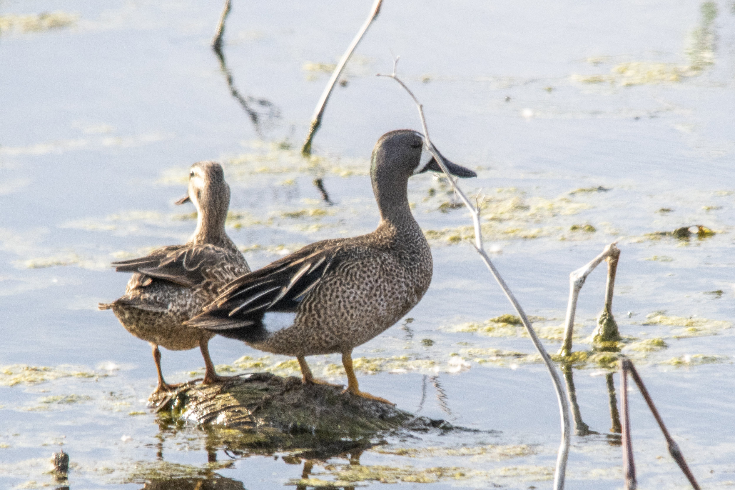 Blue-winged Teal