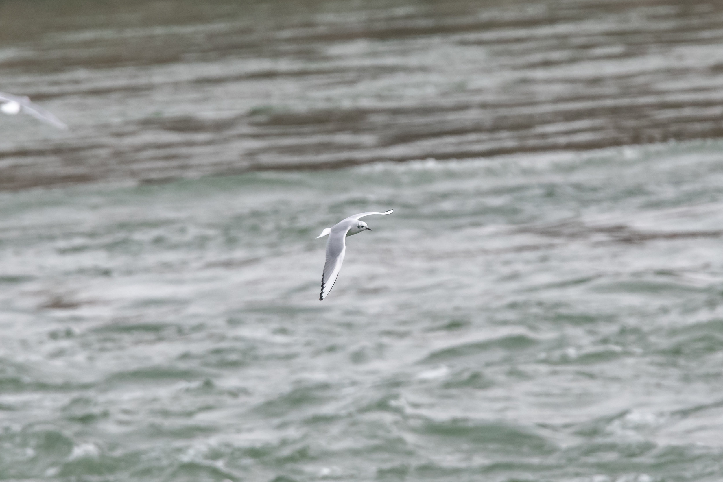 Bonaparte's Gull