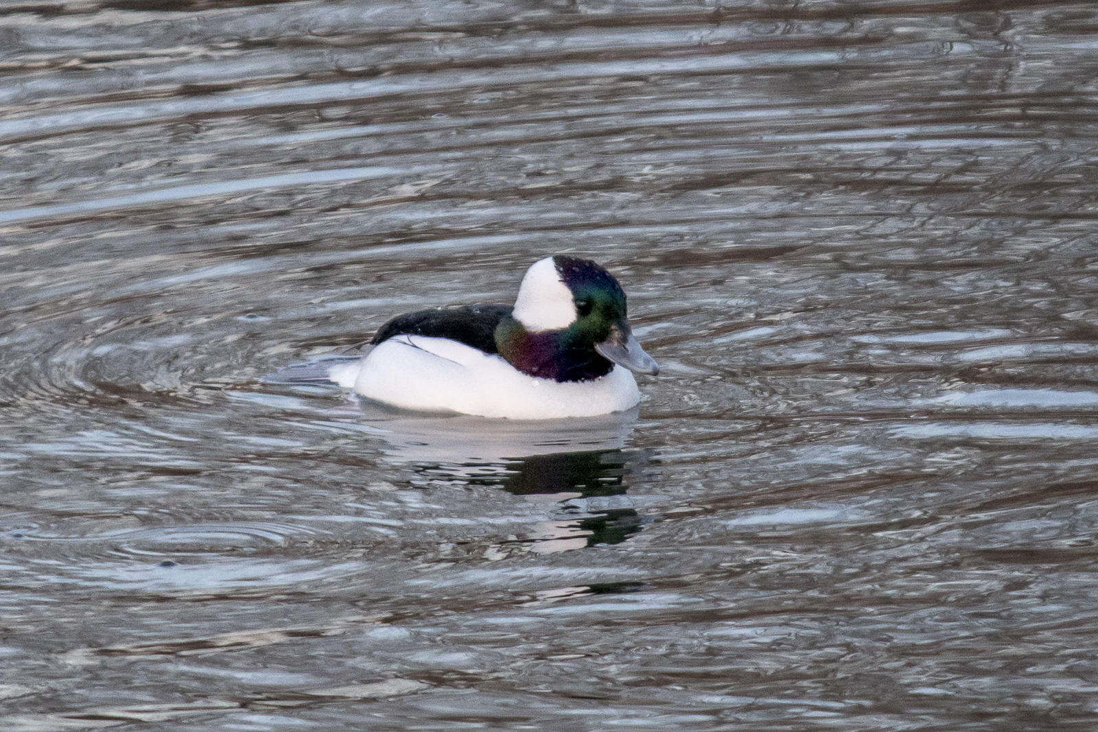 Bufflehead