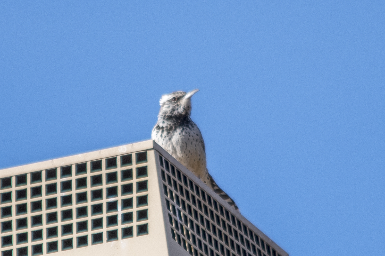 Cactus Wren