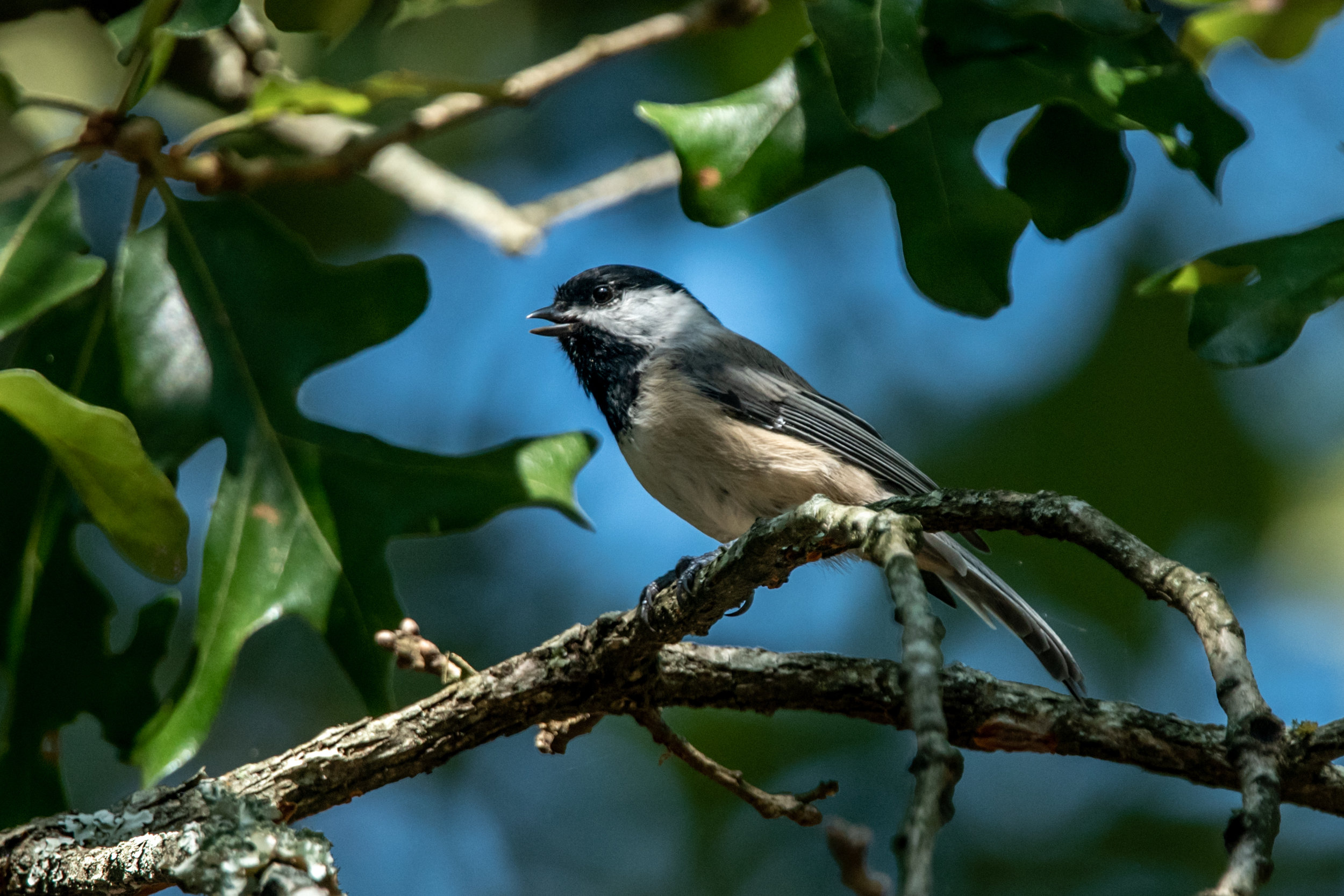 Carolina Chickadee