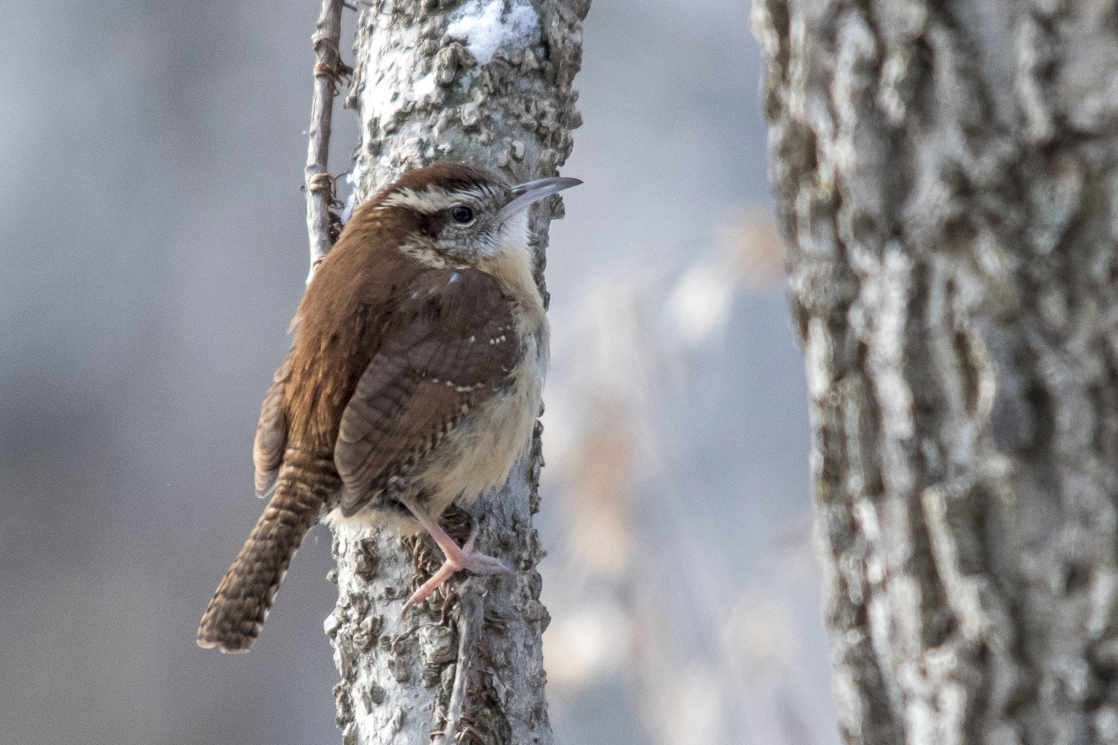 Carolina Wren