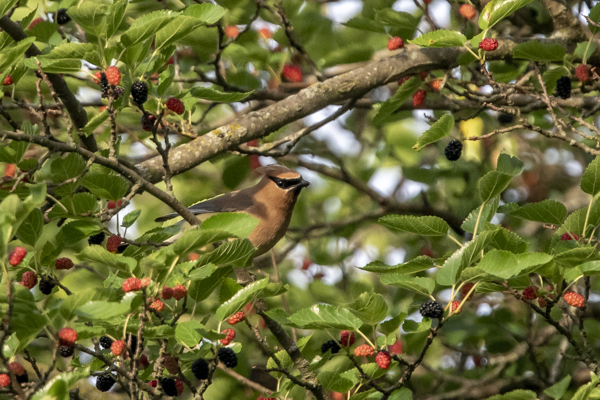 Cedar Waxwing