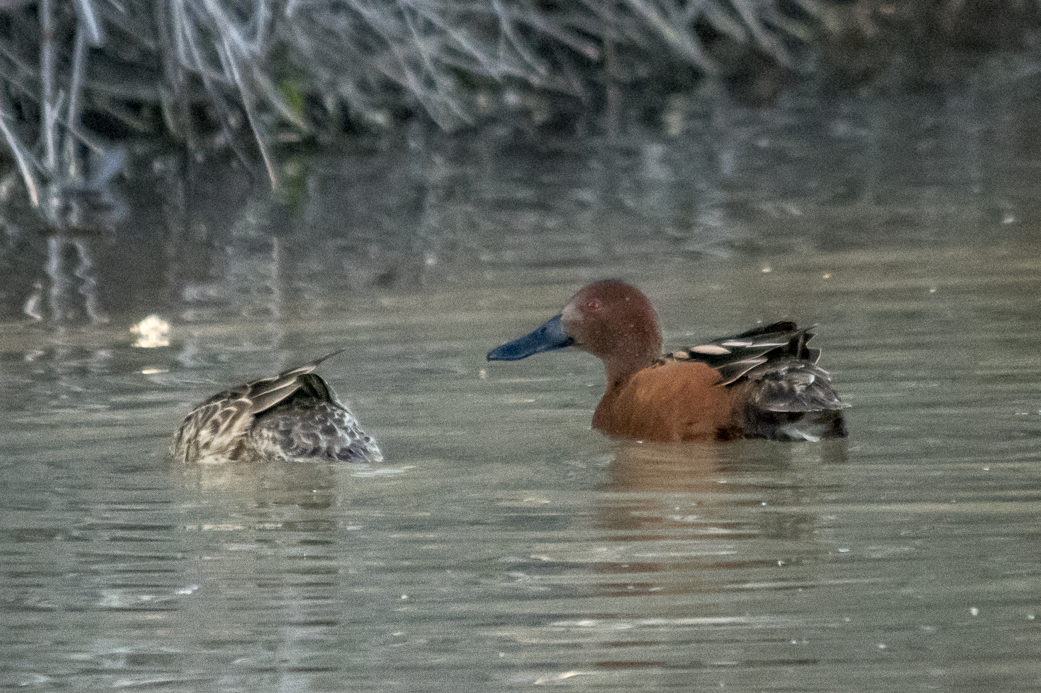 Cinnamon Teal