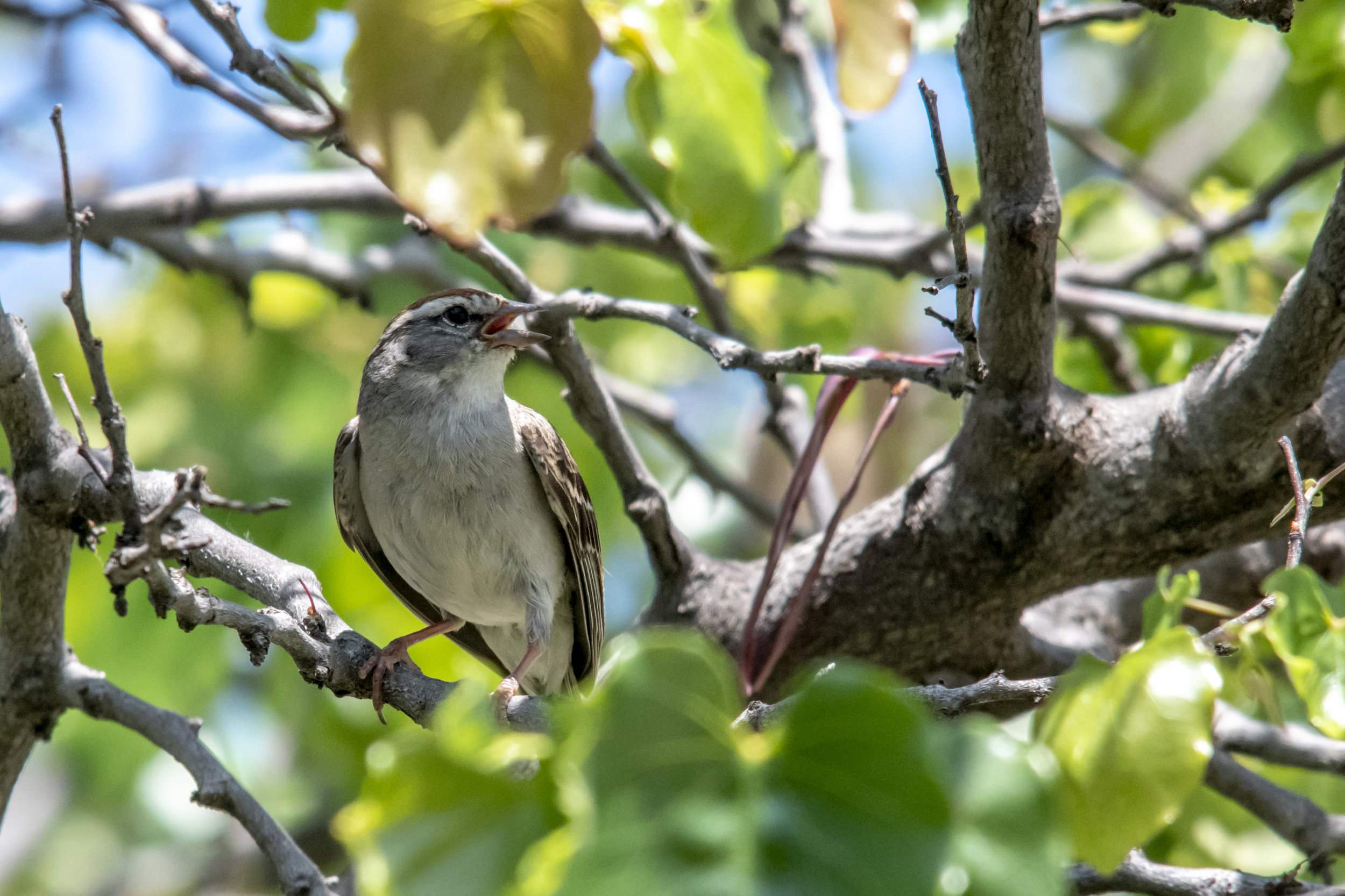 Chipping Sparrow