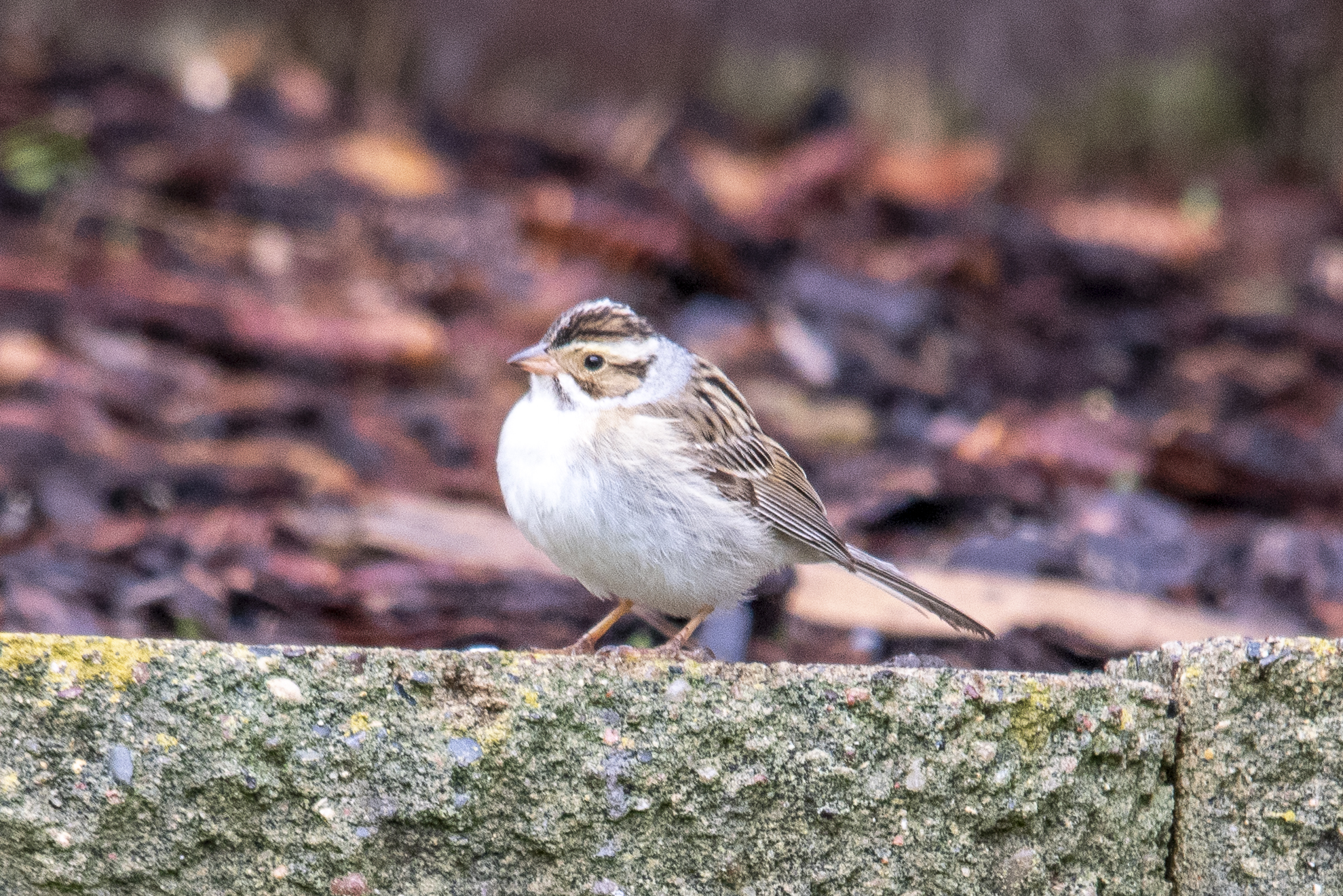 Clay-colored Sparrow