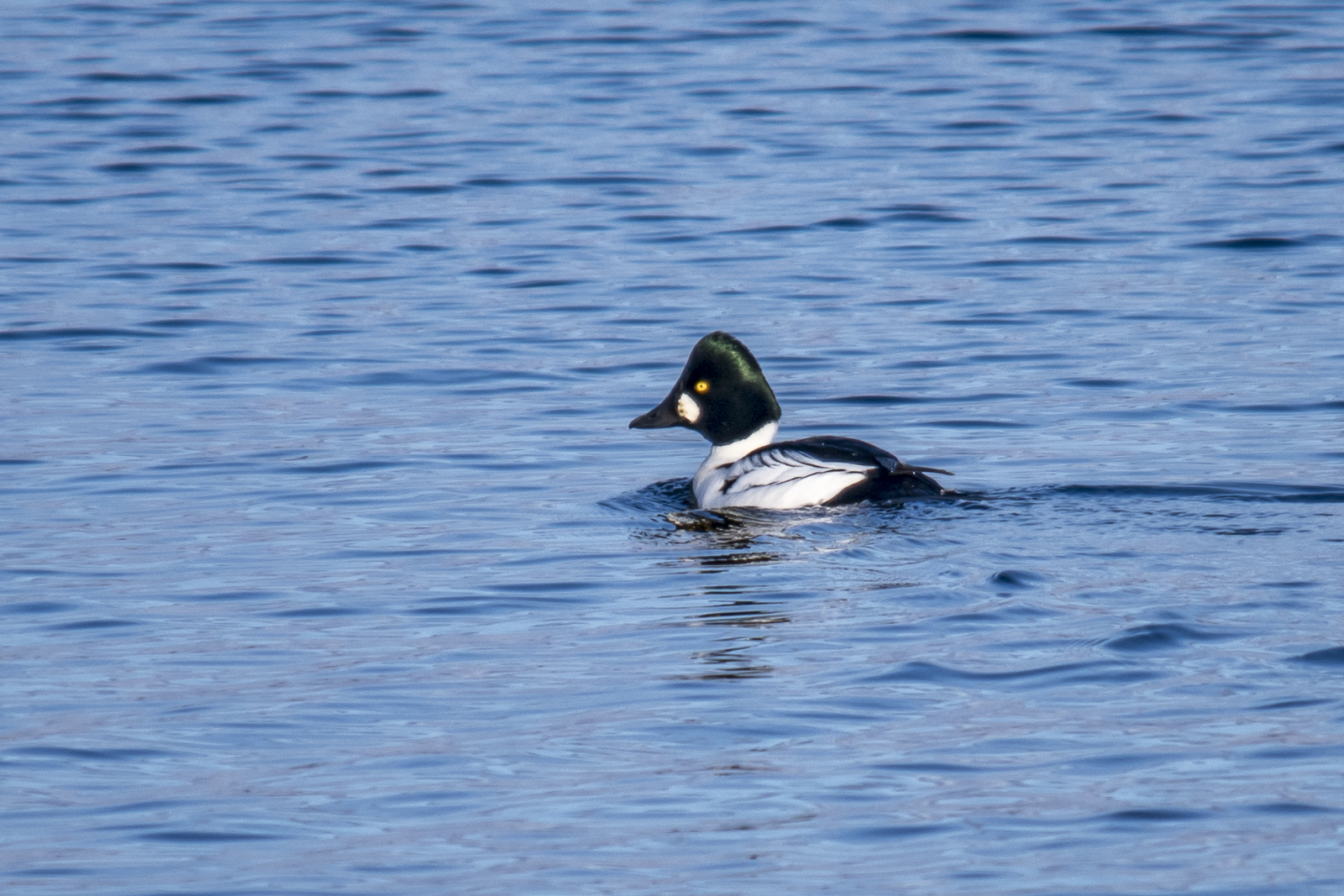 Common Goldeneye