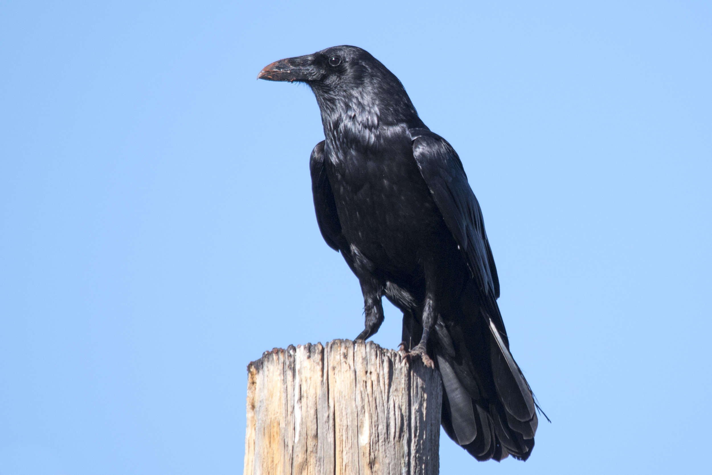 Common Raven