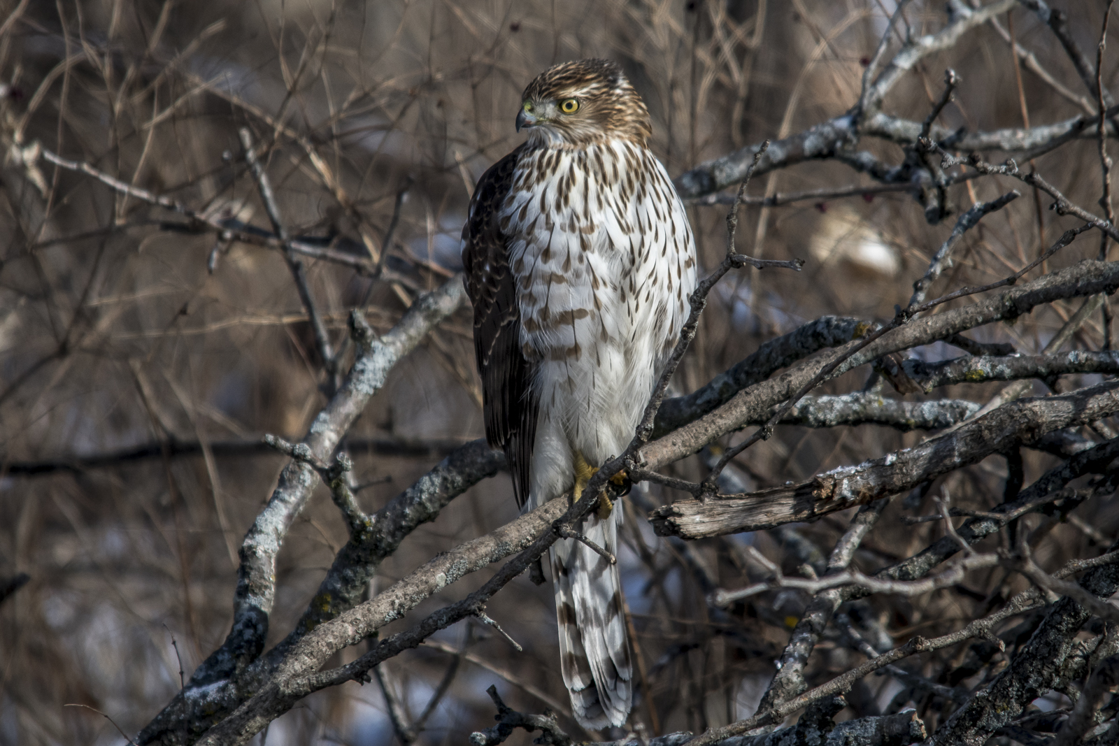Cooper's Hawk