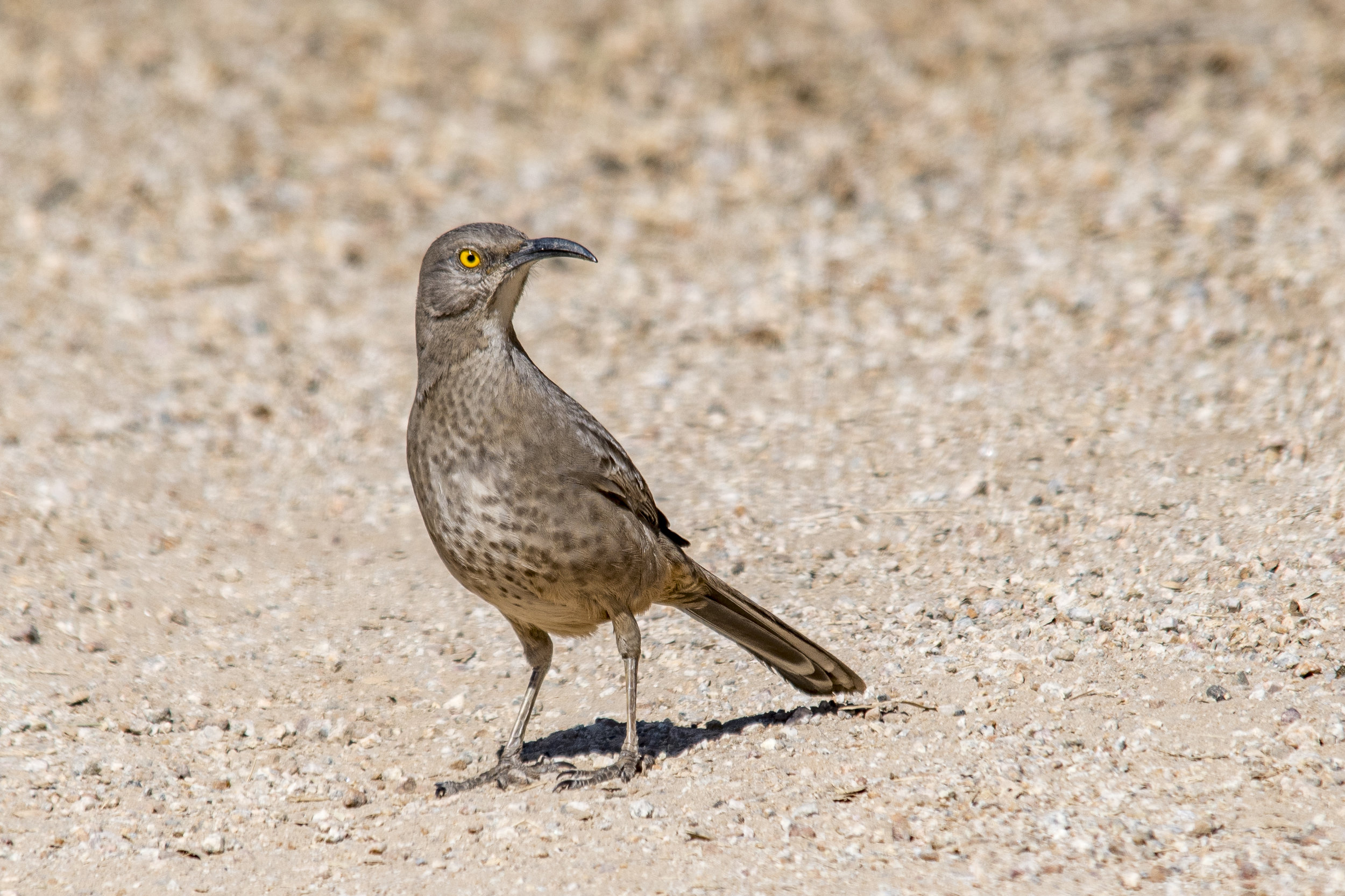 Curve-billed Thrasher