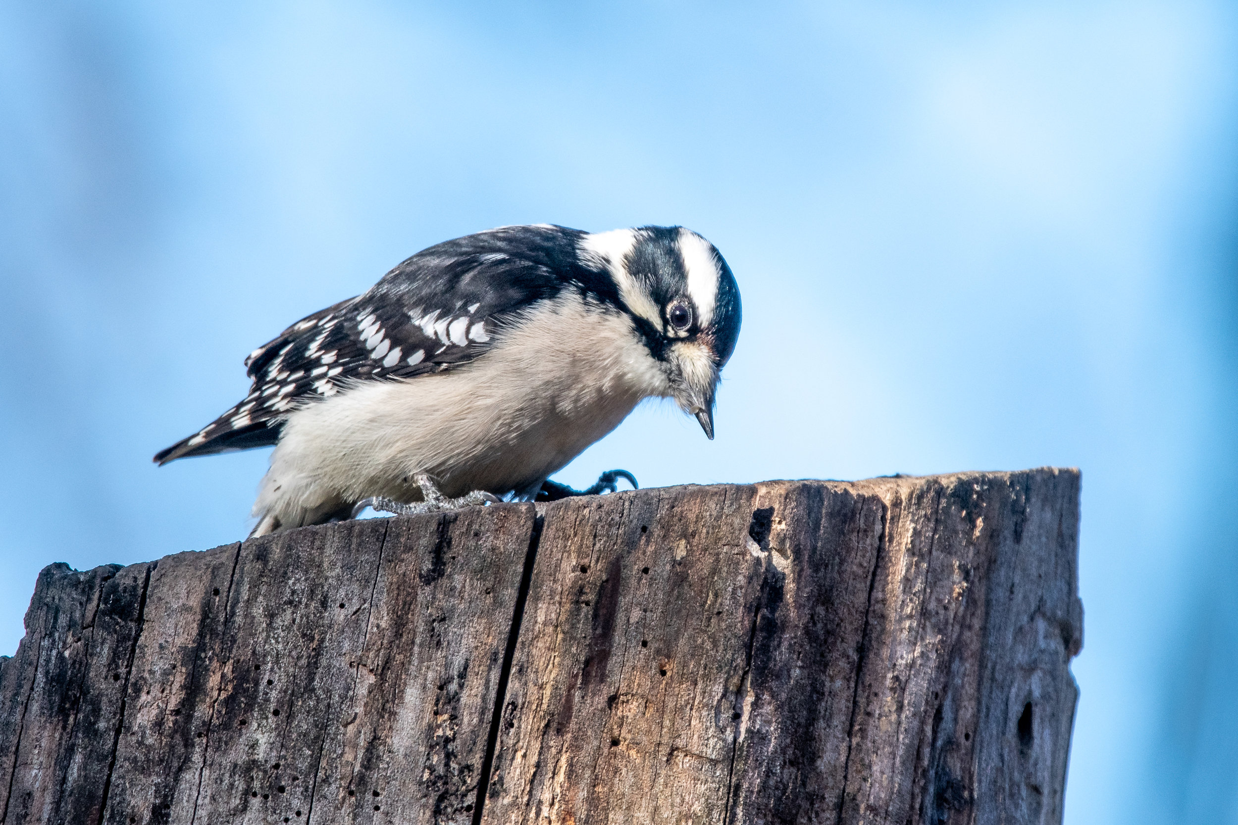 Downy Woodpecker