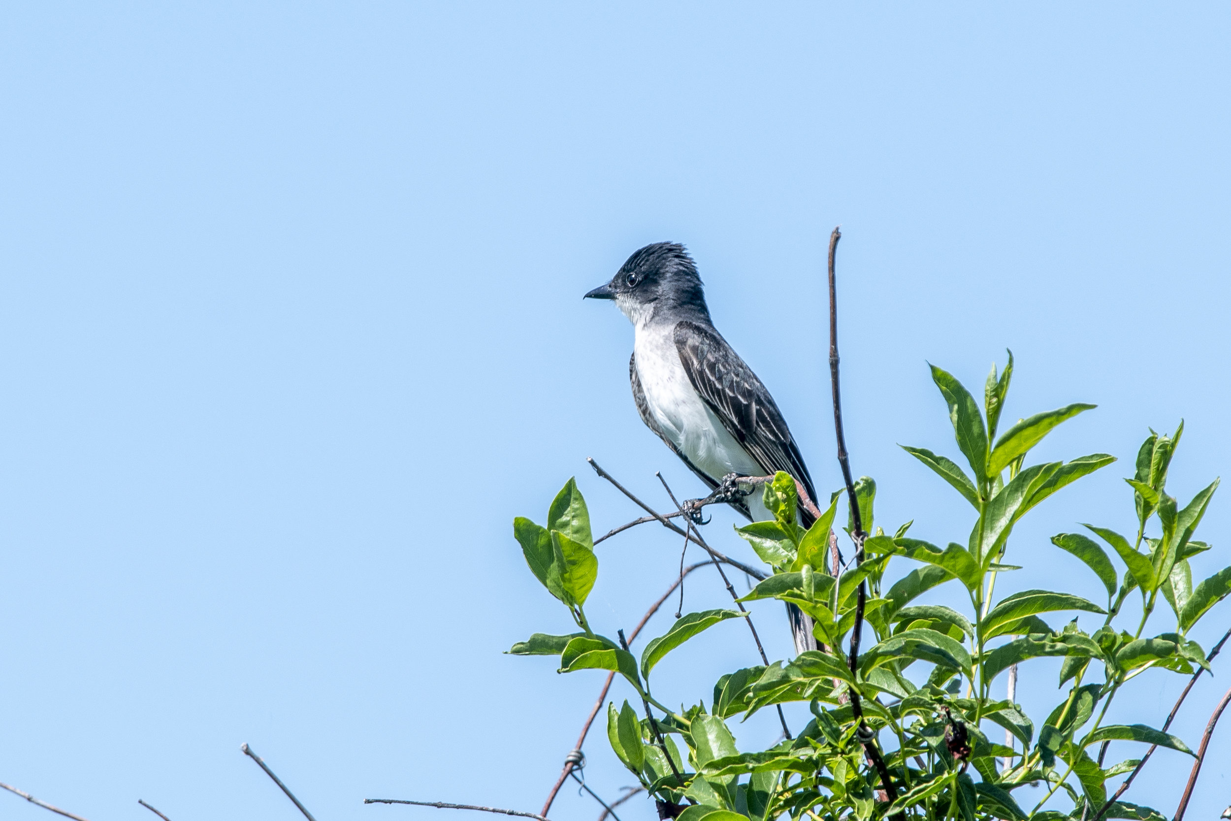 Eastern Kingbird