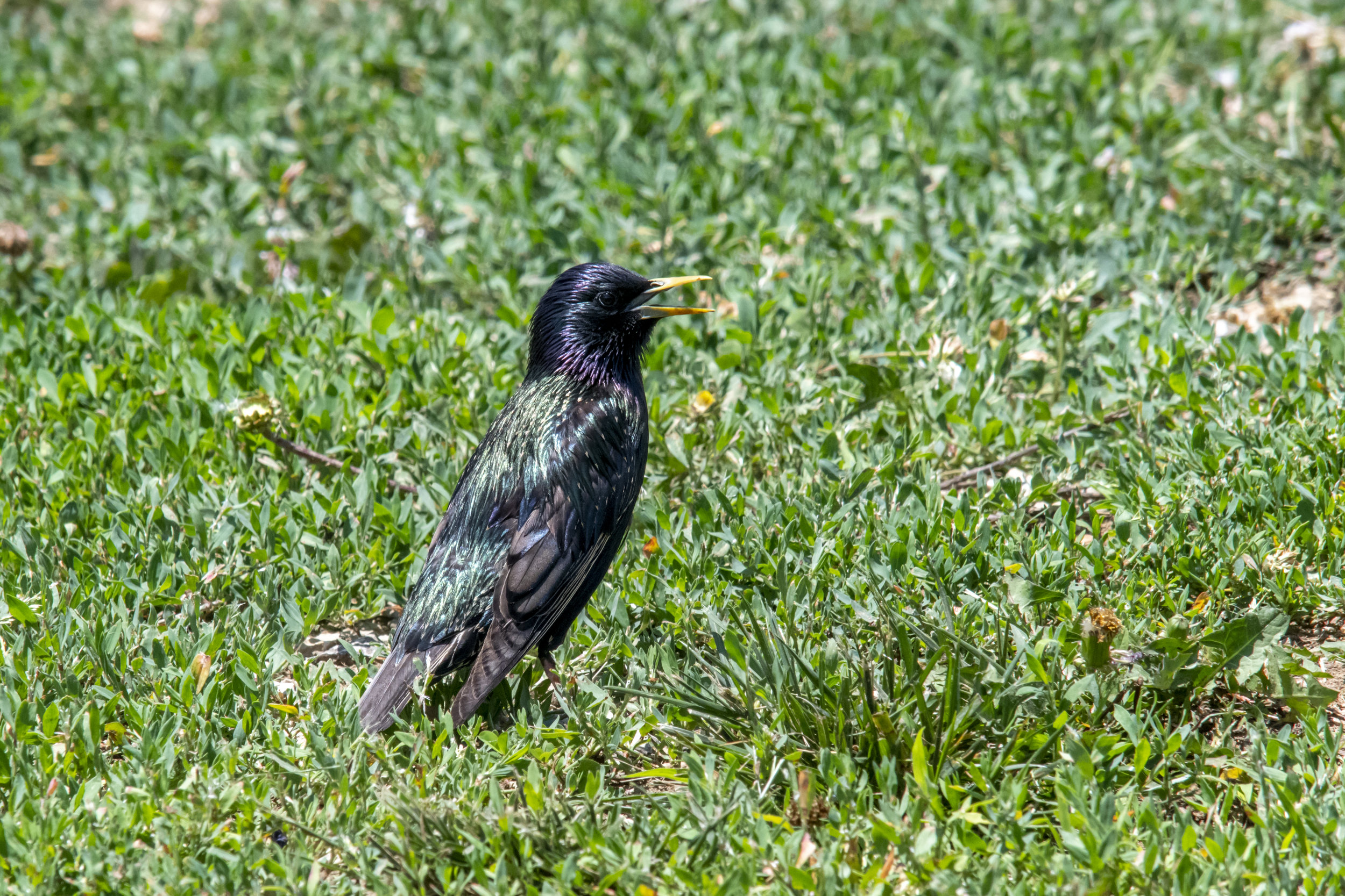 European Starling