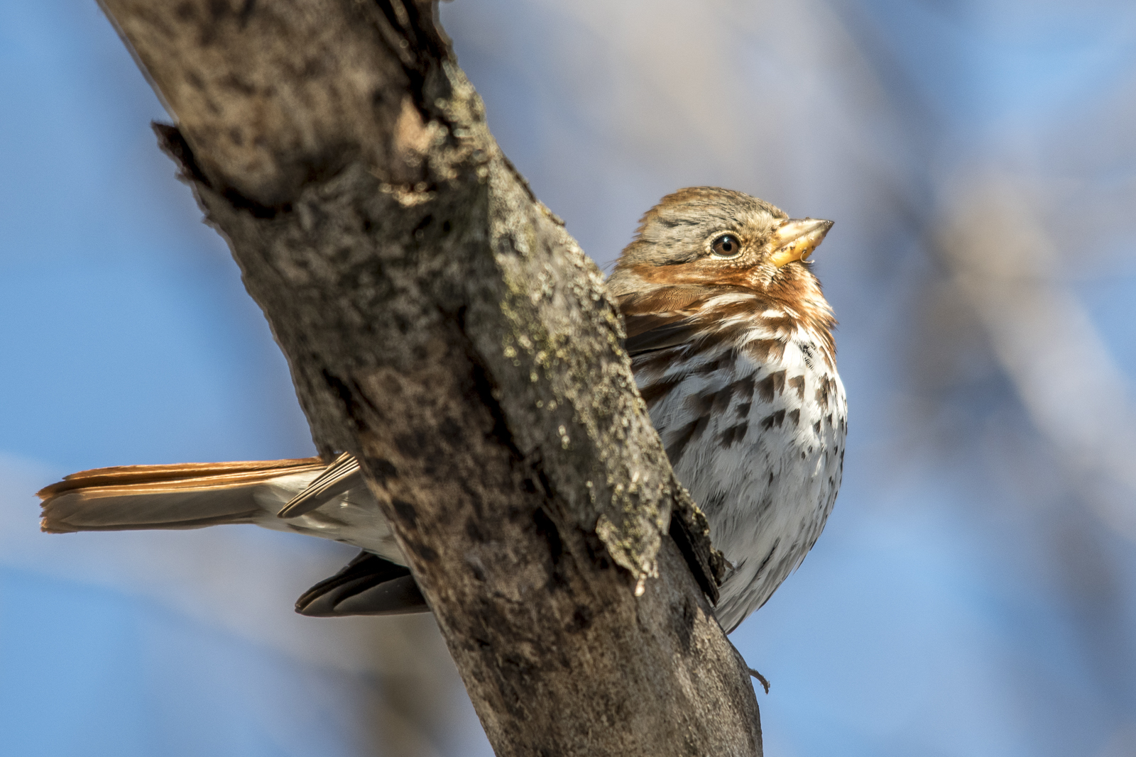 Fox Sparrow