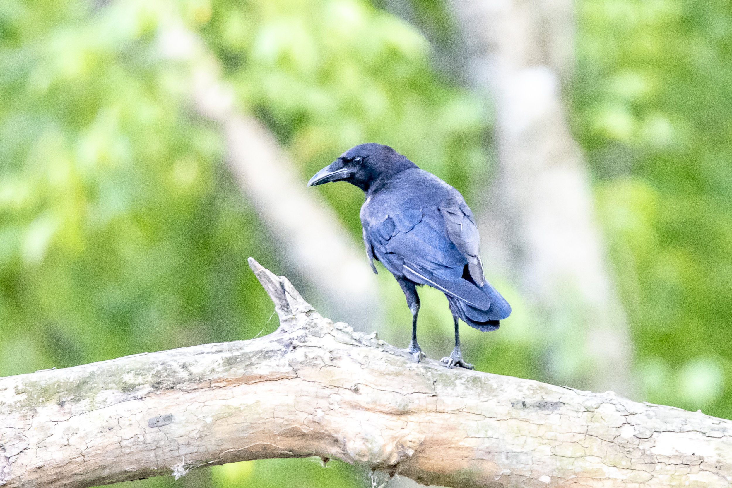 Fish Crow