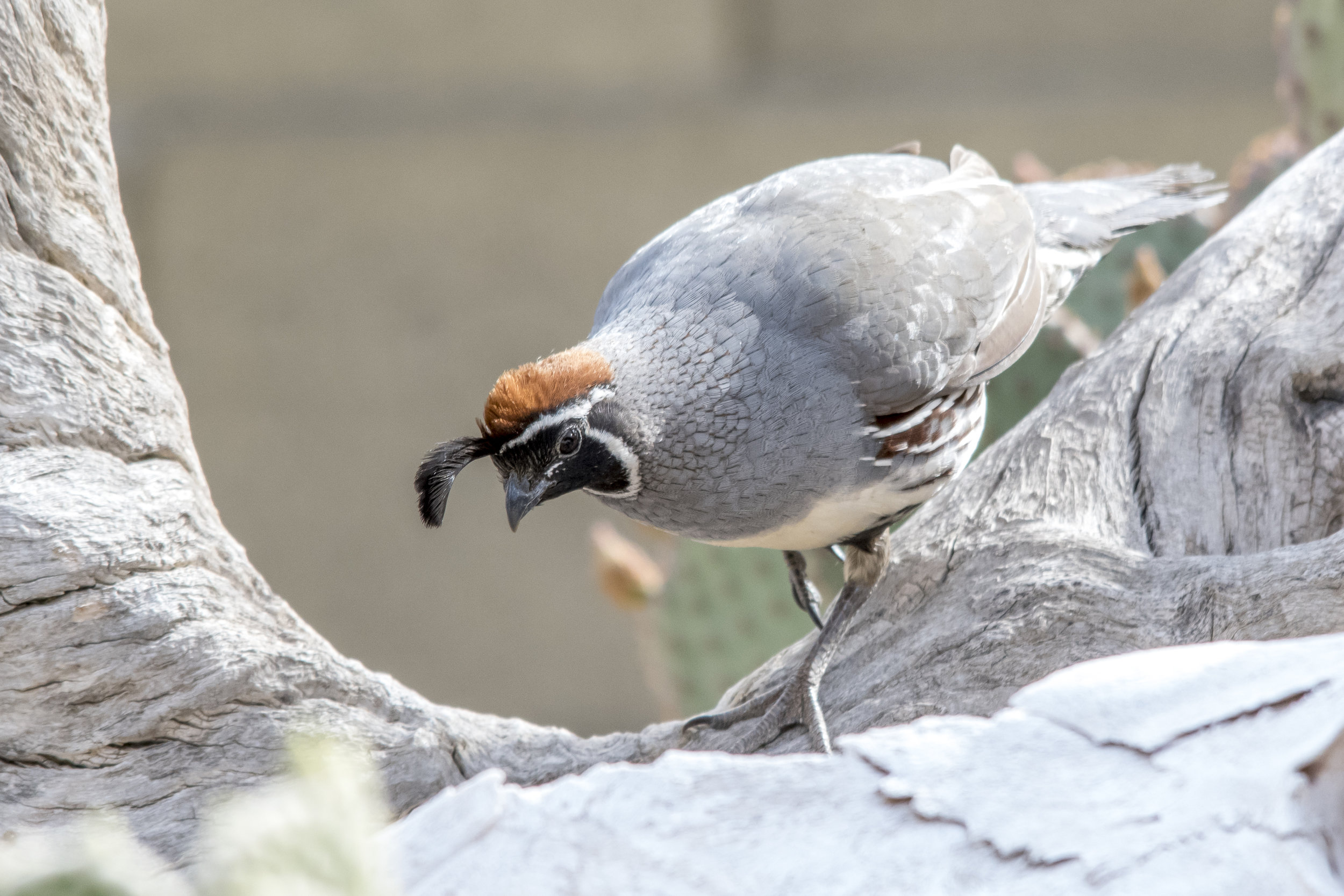 Gambel's Quail
