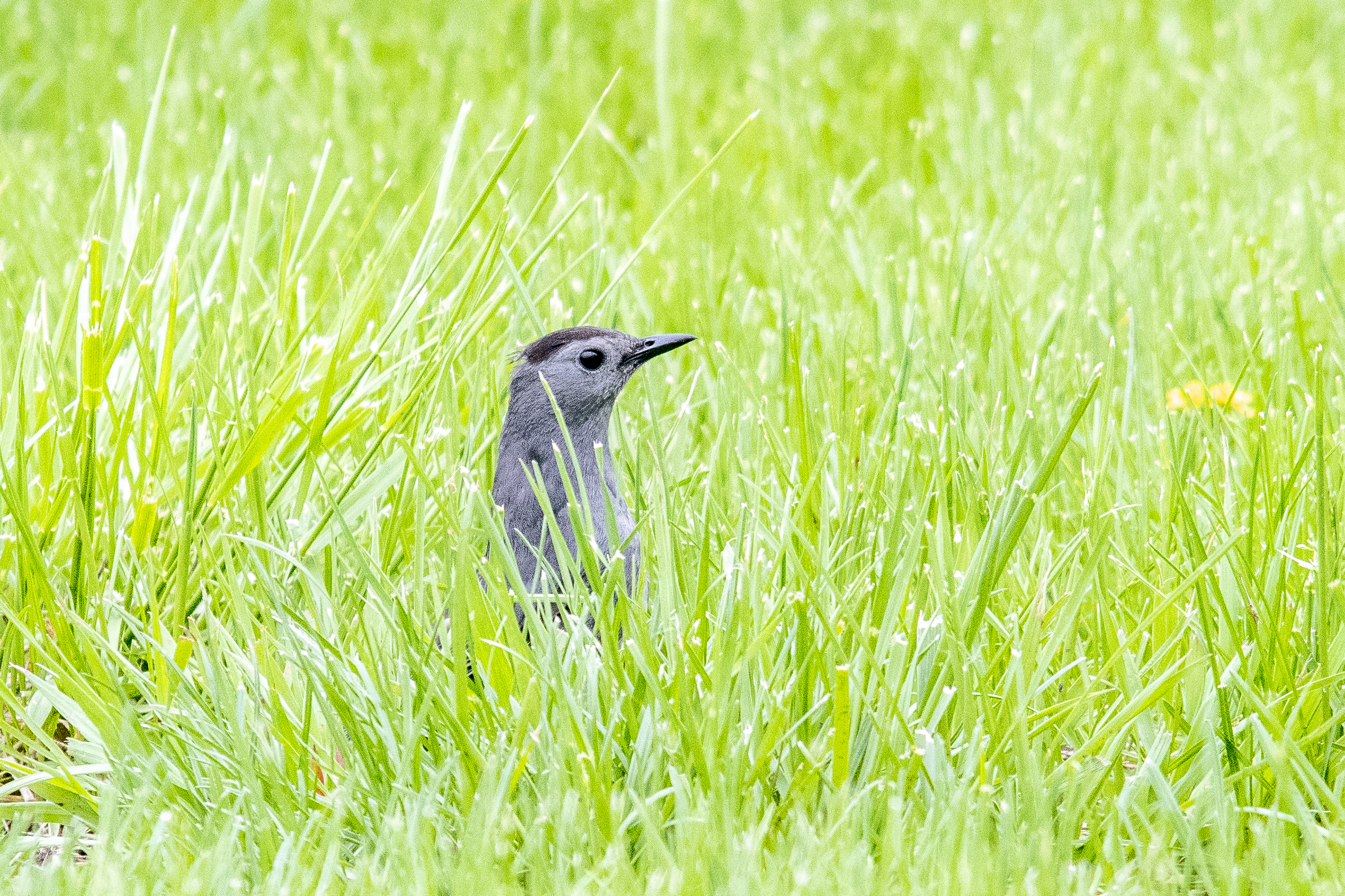 Gray Catbird
