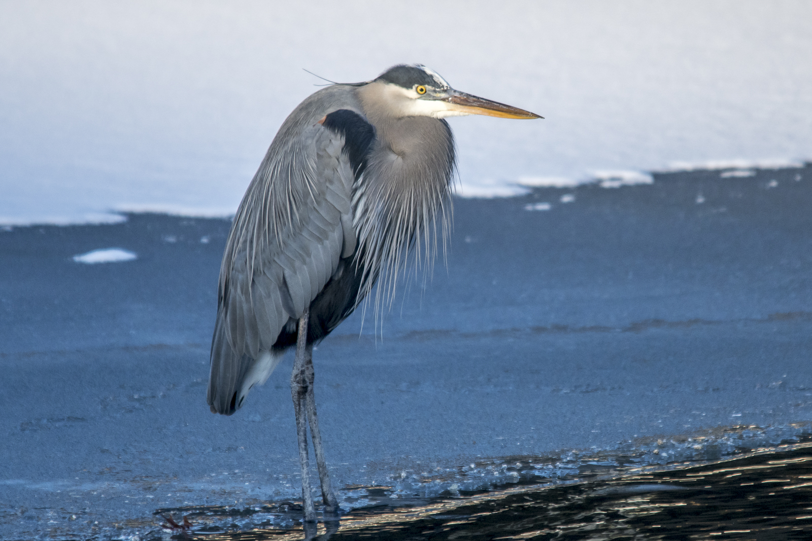 Great Blue Heron
