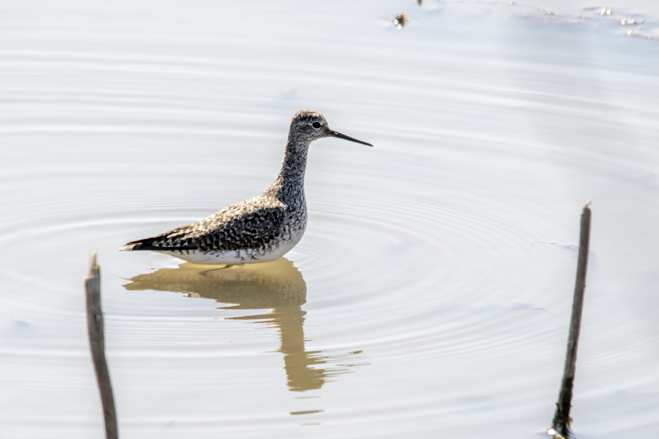 Greater Yellowlegs