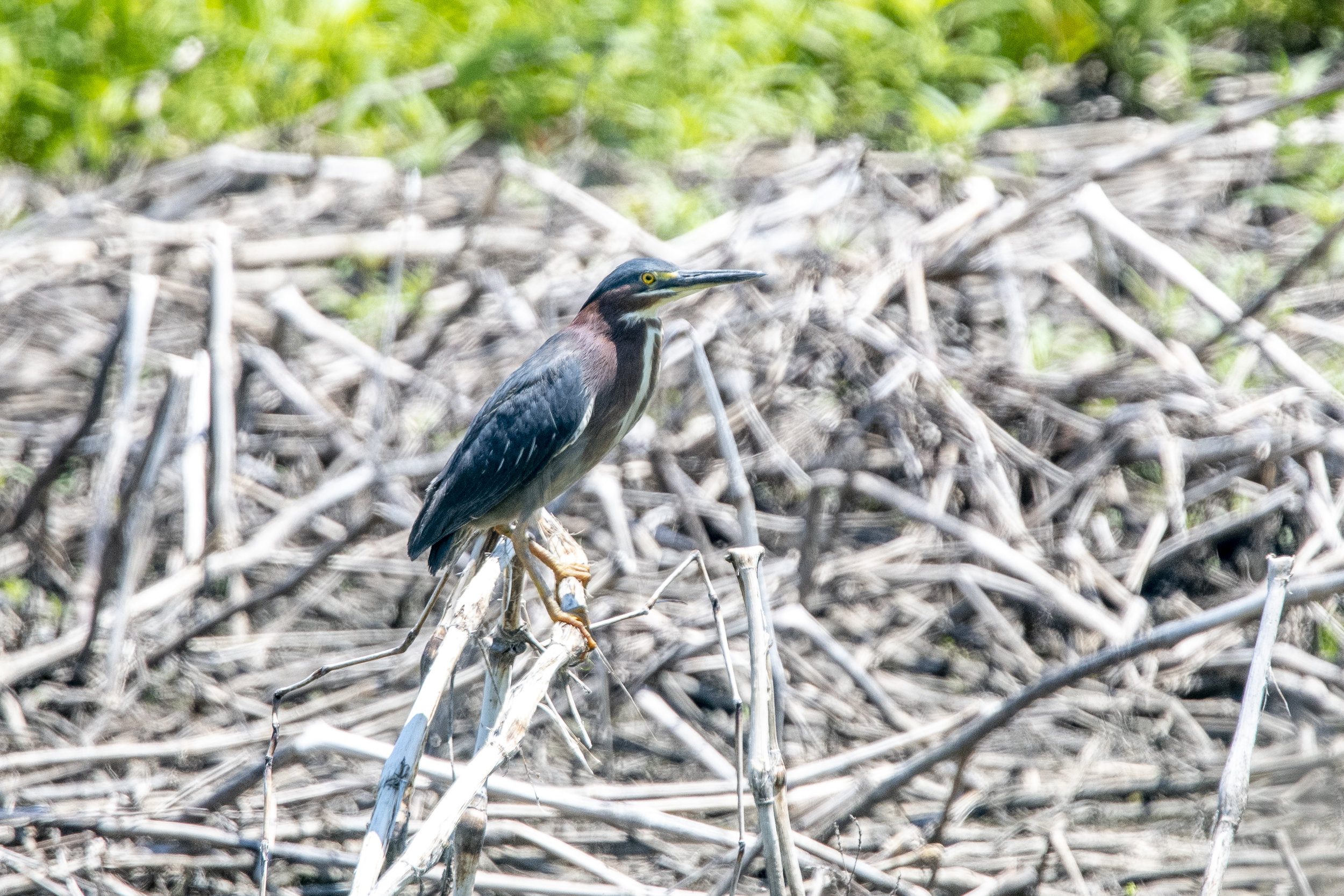 Green Heron