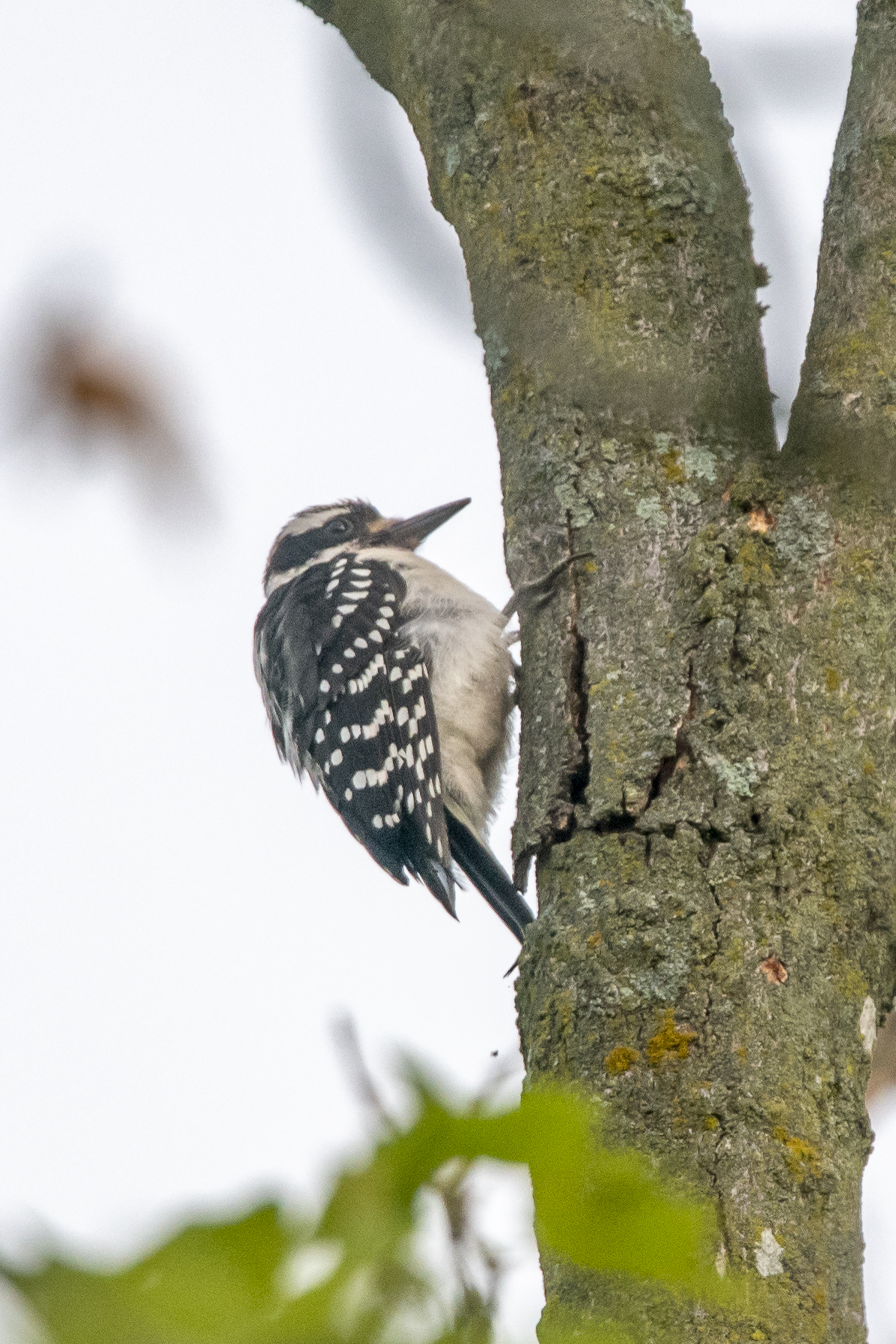 Hairy Woodpecker