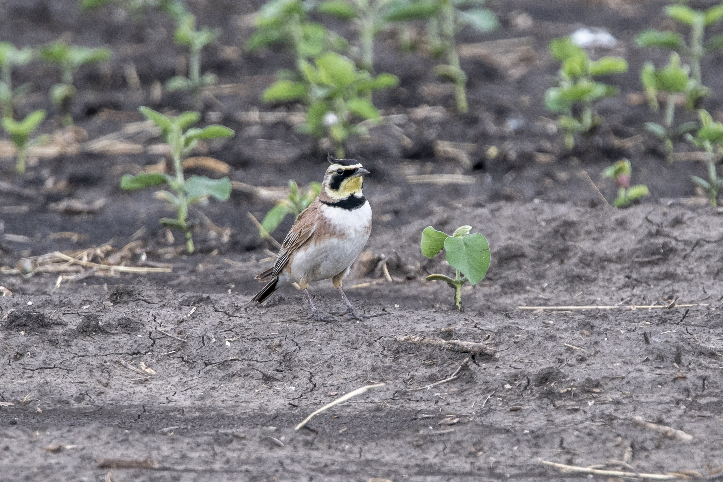 Horned Lark