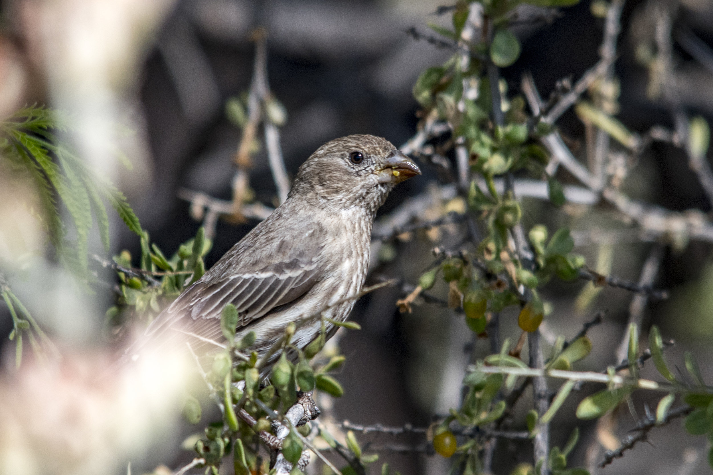 House Finch